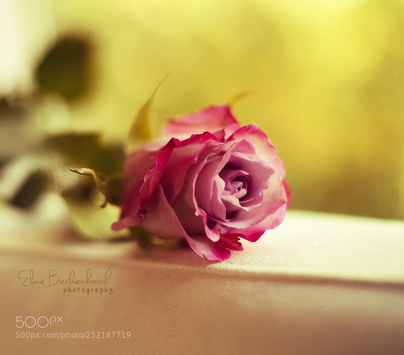 Nikon D7000 sample photo. Soothing photography