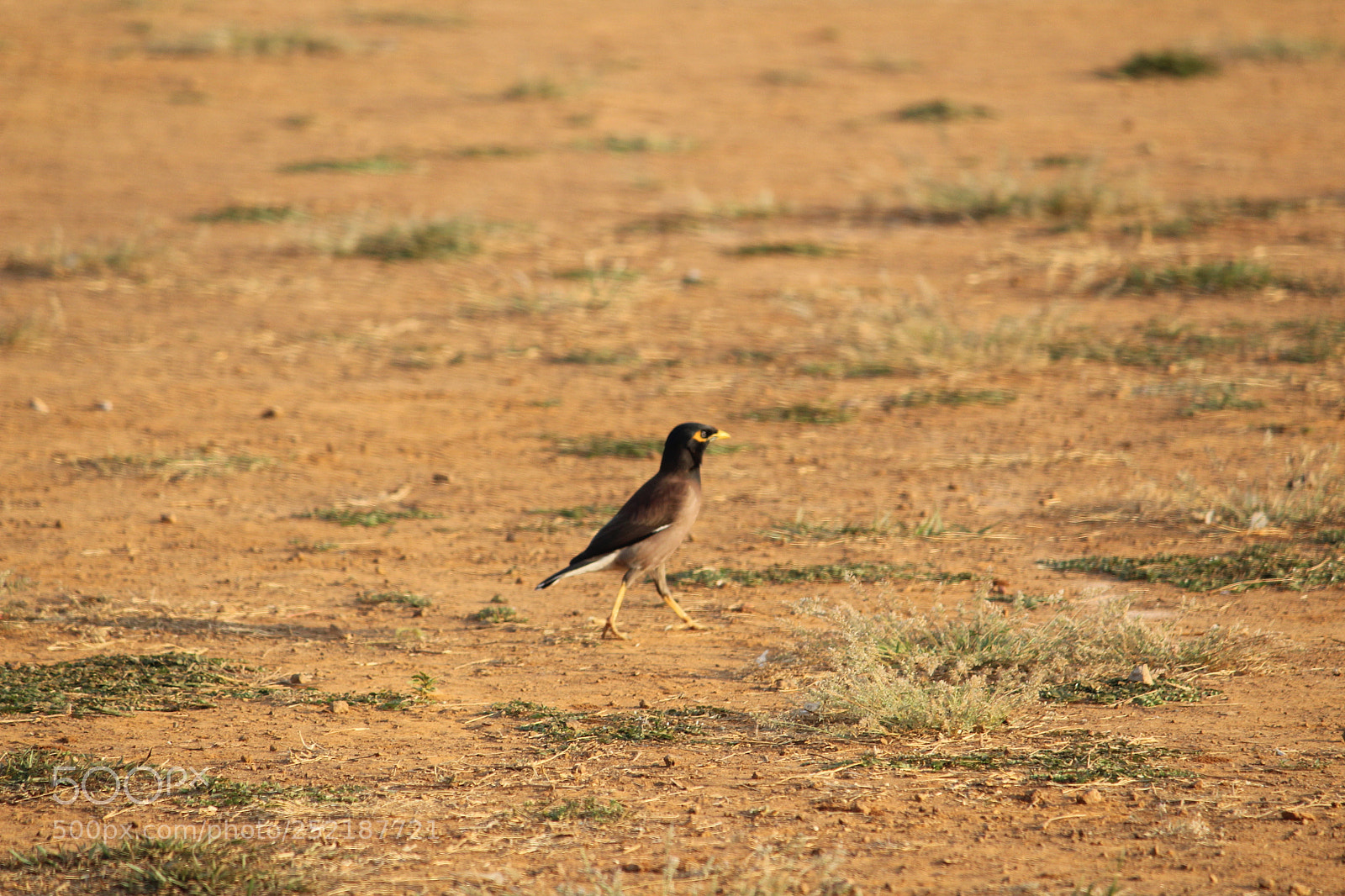 Canon EF-S 55-250mm F4-5.6 IS II sample photo. Little bird photography