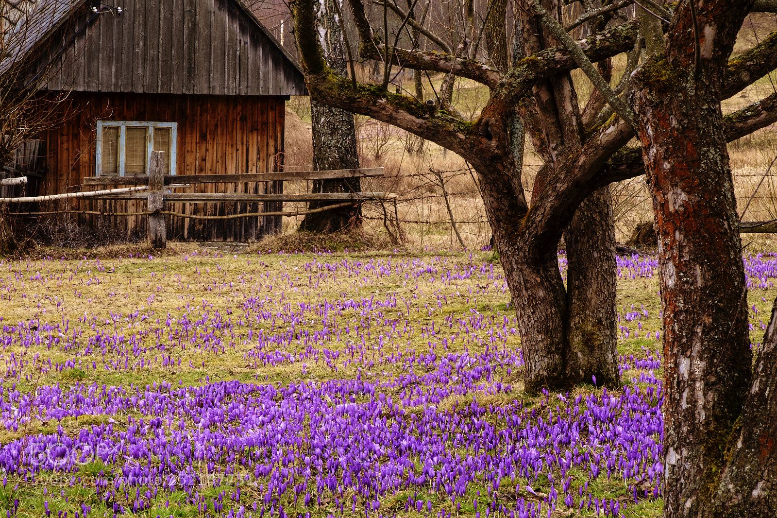 Fujifilm X-Pro1 sample photo. Spring flowers photography