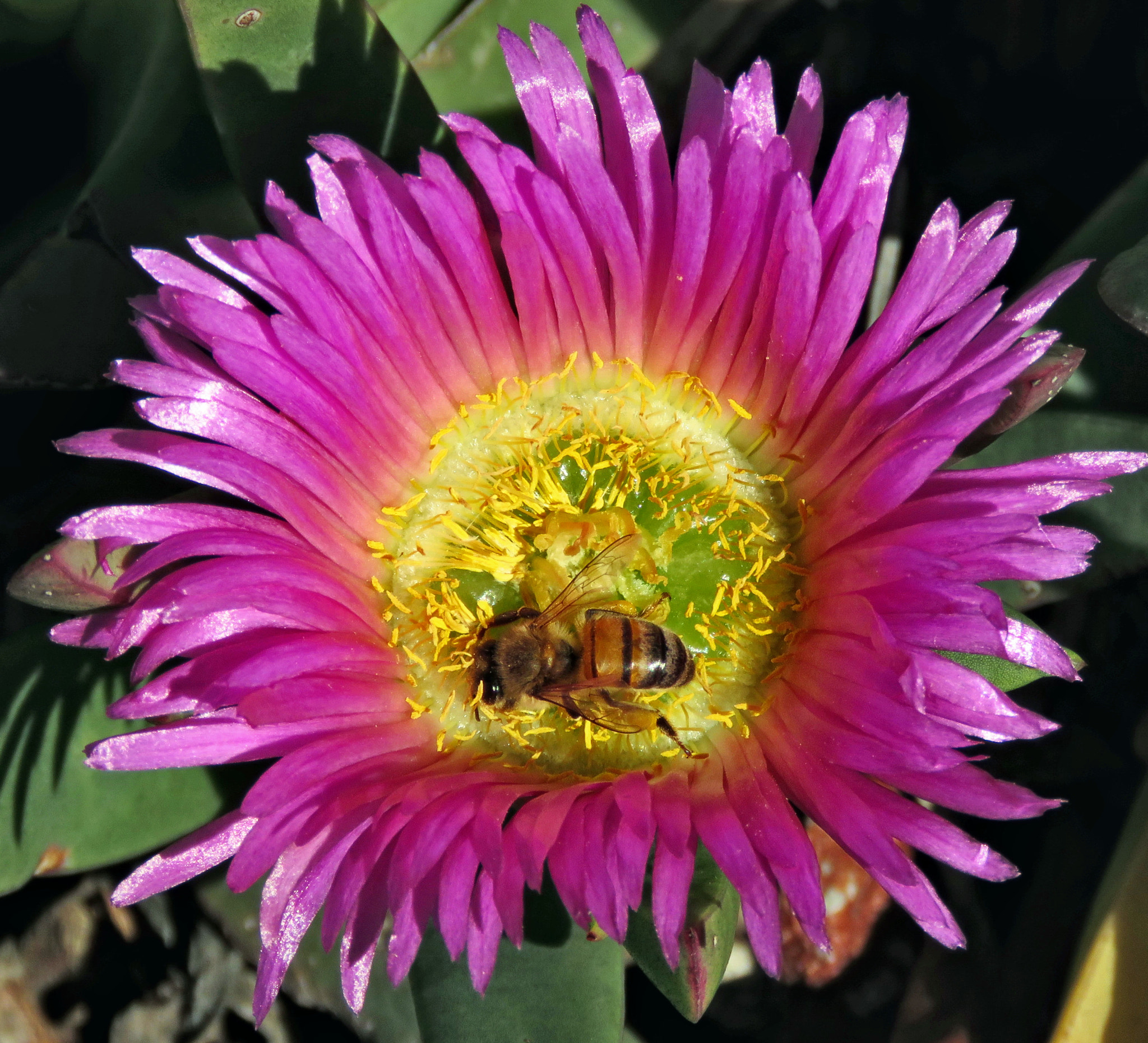 Canon PowerShot SX60 HS + 3.8 - 247.0 mm sample photo. Bee enjoying a purple dandelion flower photography