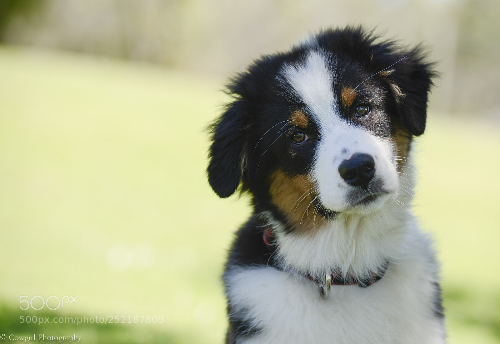 Nikon D800E sample photo. Dusty and kingsley photography