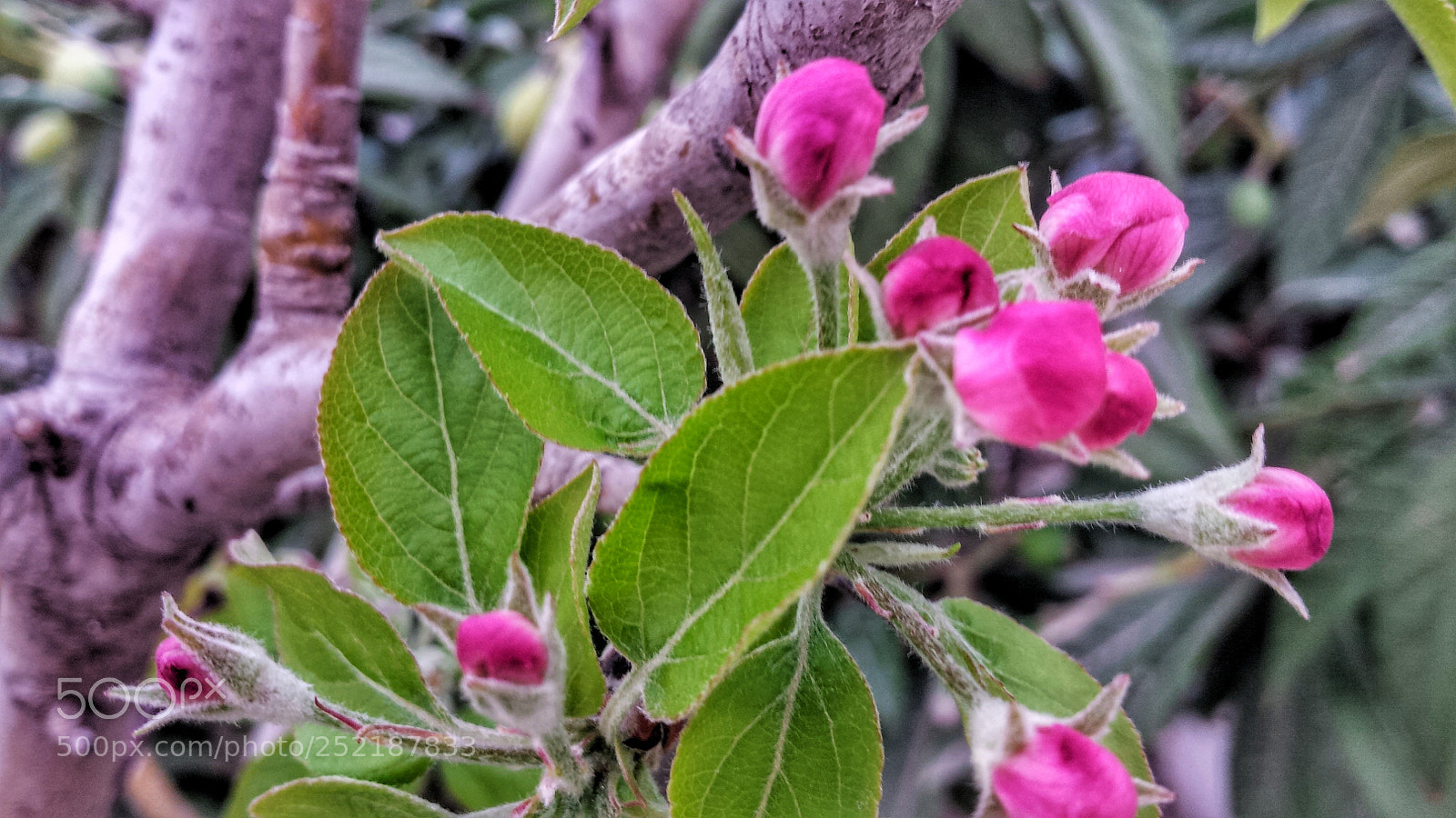 Samsung Galaxy S4 sample photo. Red and green photography