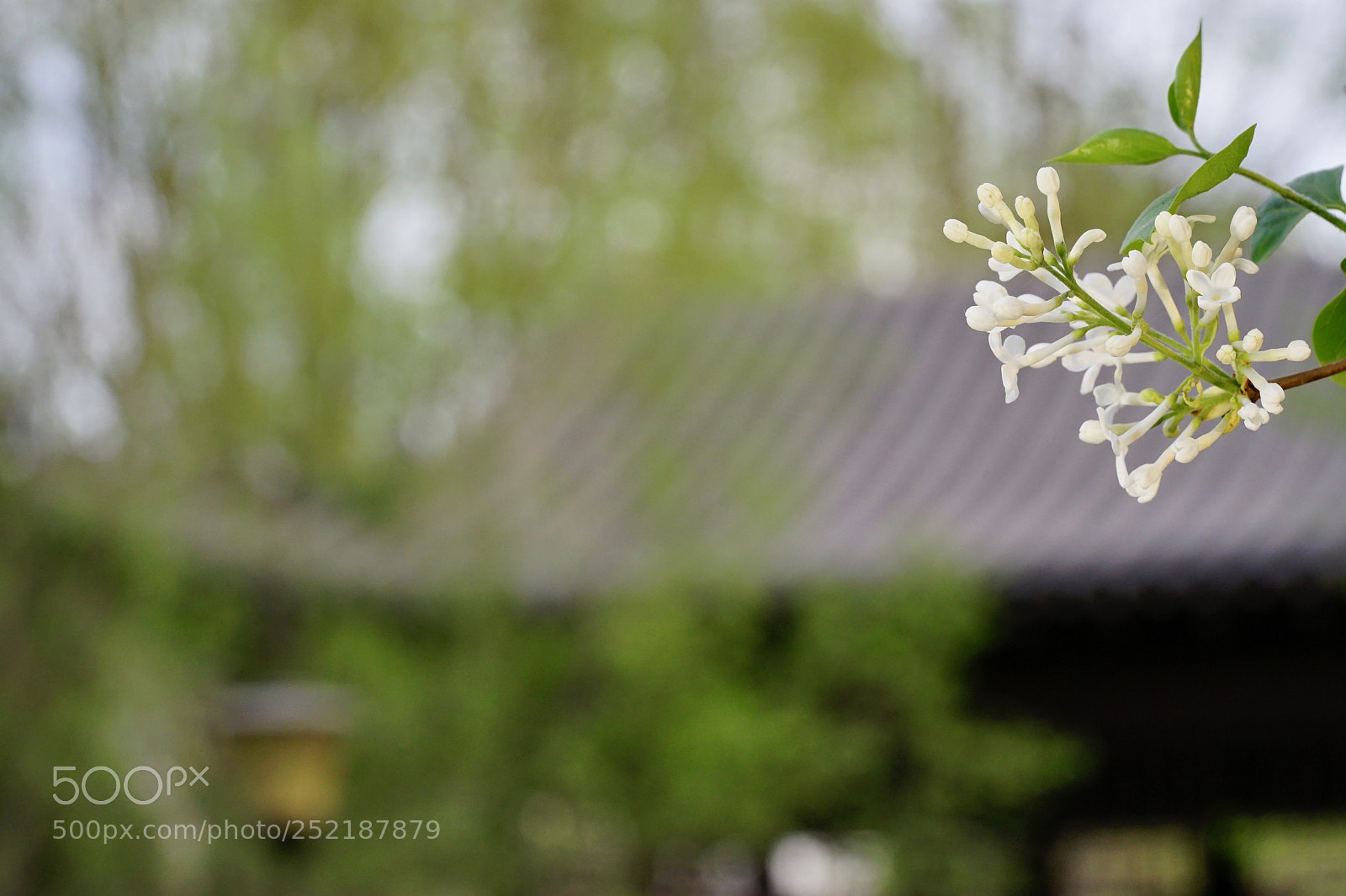 Sony a7 II sample photo. 满庭芳 photography