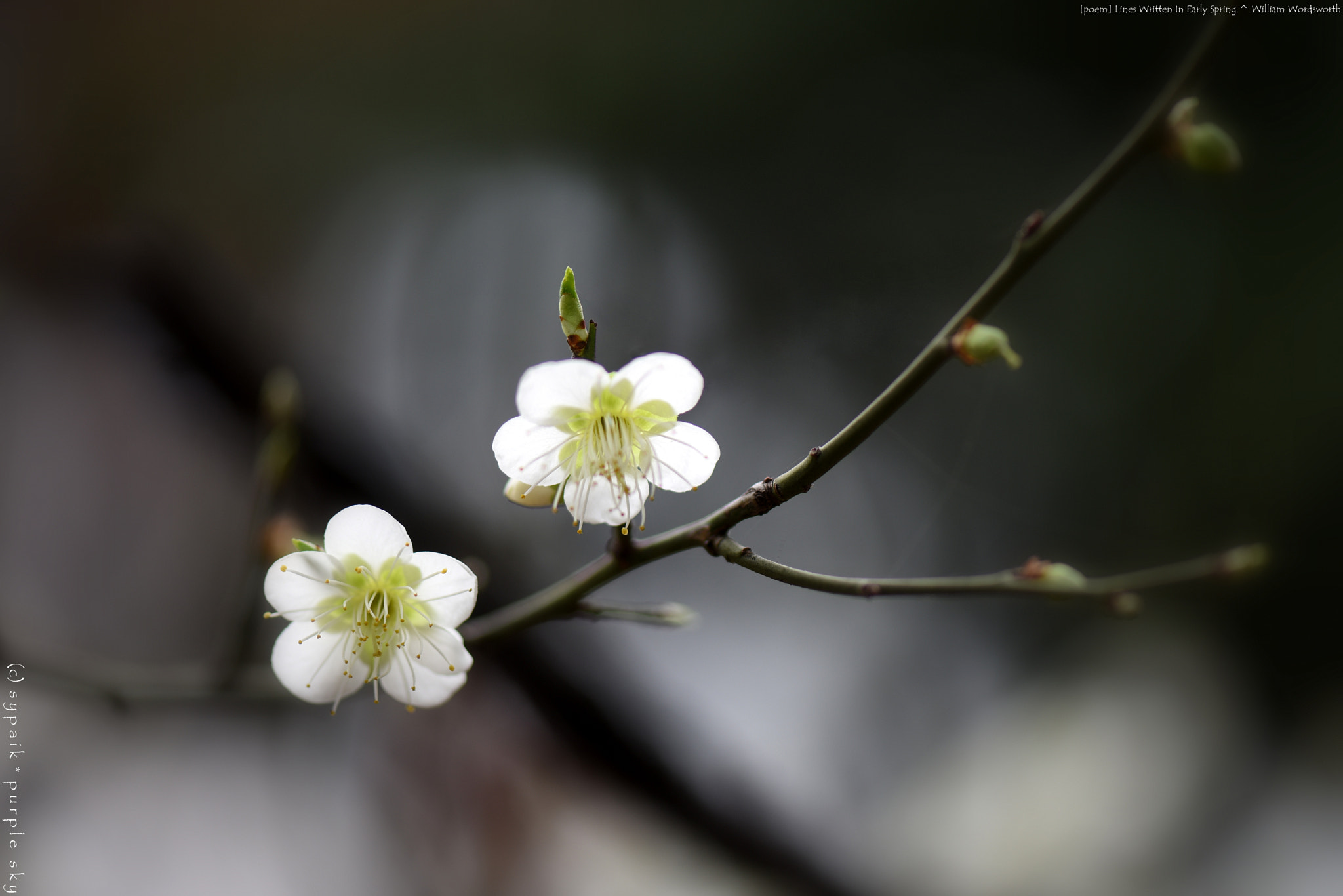 Nikon AF-S Micro-Nikkor 105mm F2.8G IF-ED VR sample photo. Lines written in early spring ** photography