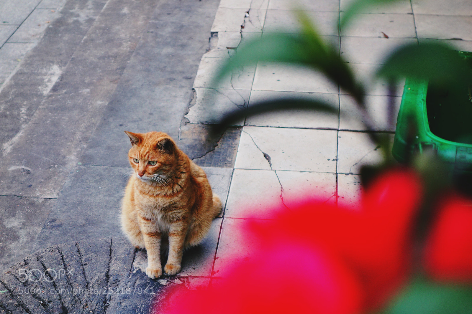 Sony Cyber-shot DSC-RX100 sample photo. Cat photography