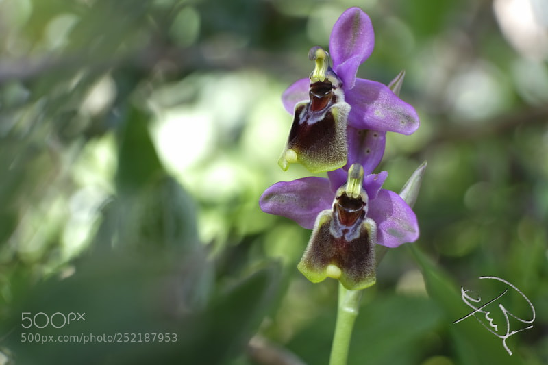 Fujifilm X-T2 sample photo. Orquidea photography