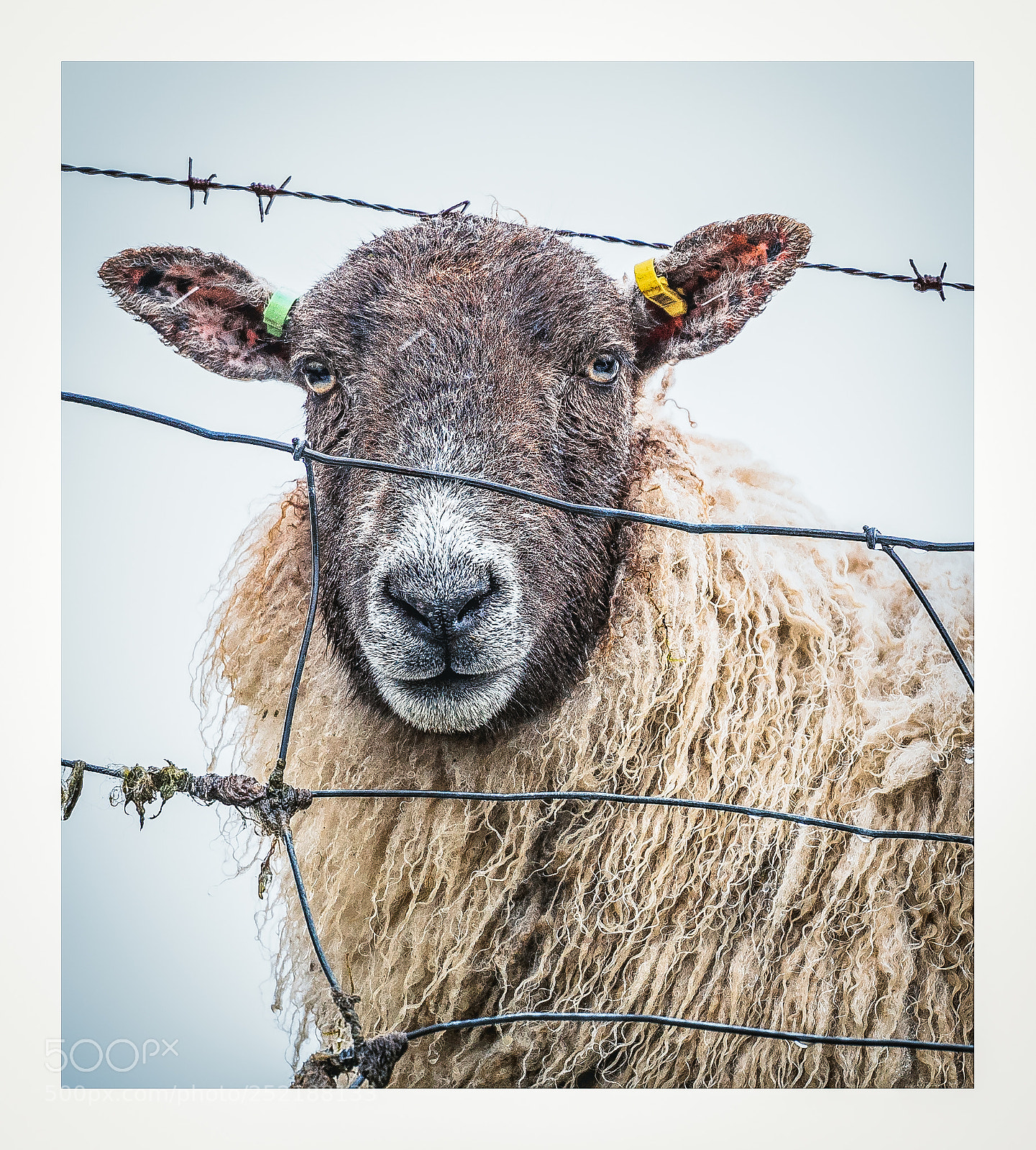 Nikon D810 sample photo. The lone sheep photography