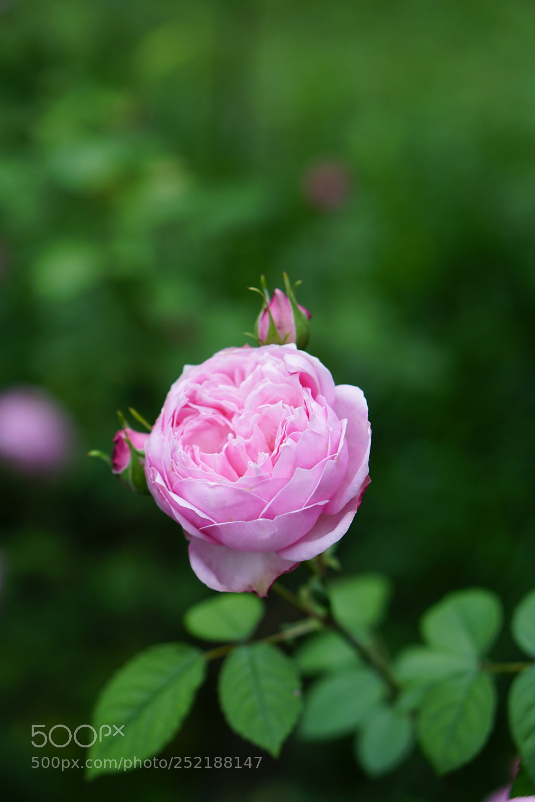Sony a6300 sample photo. Untitled photography
