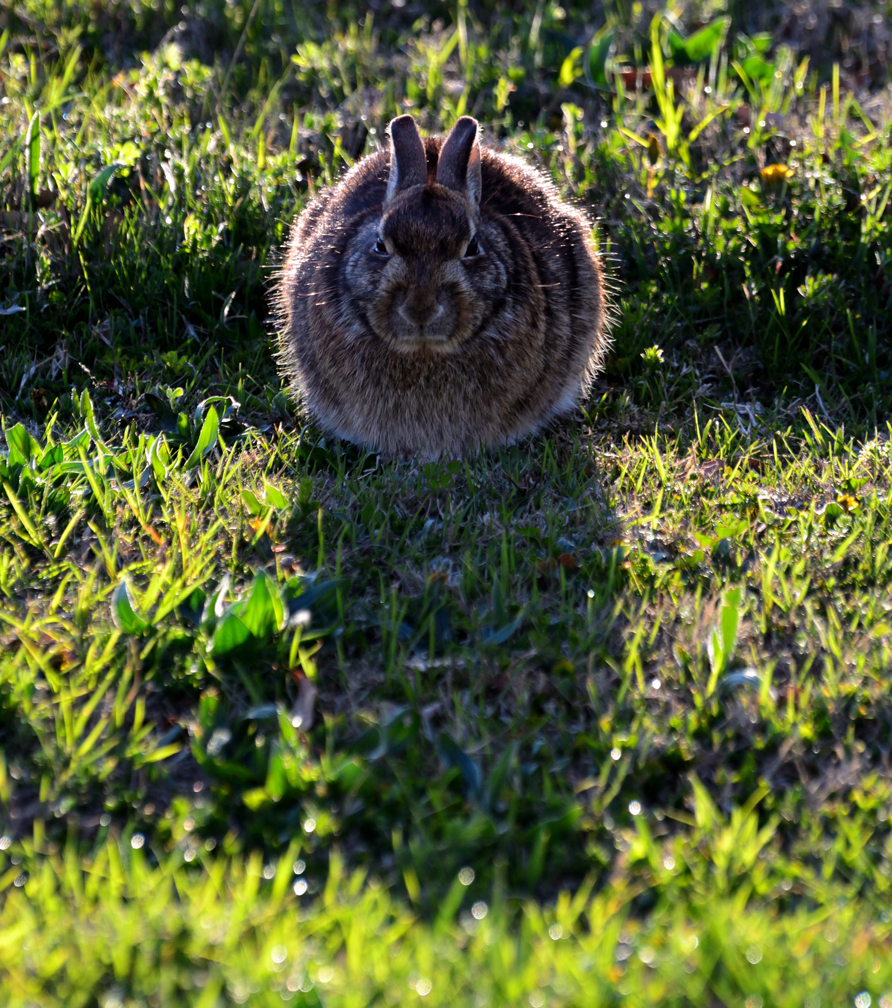 Nikon D5200 sample photo. Not a cadbury bunny too photography