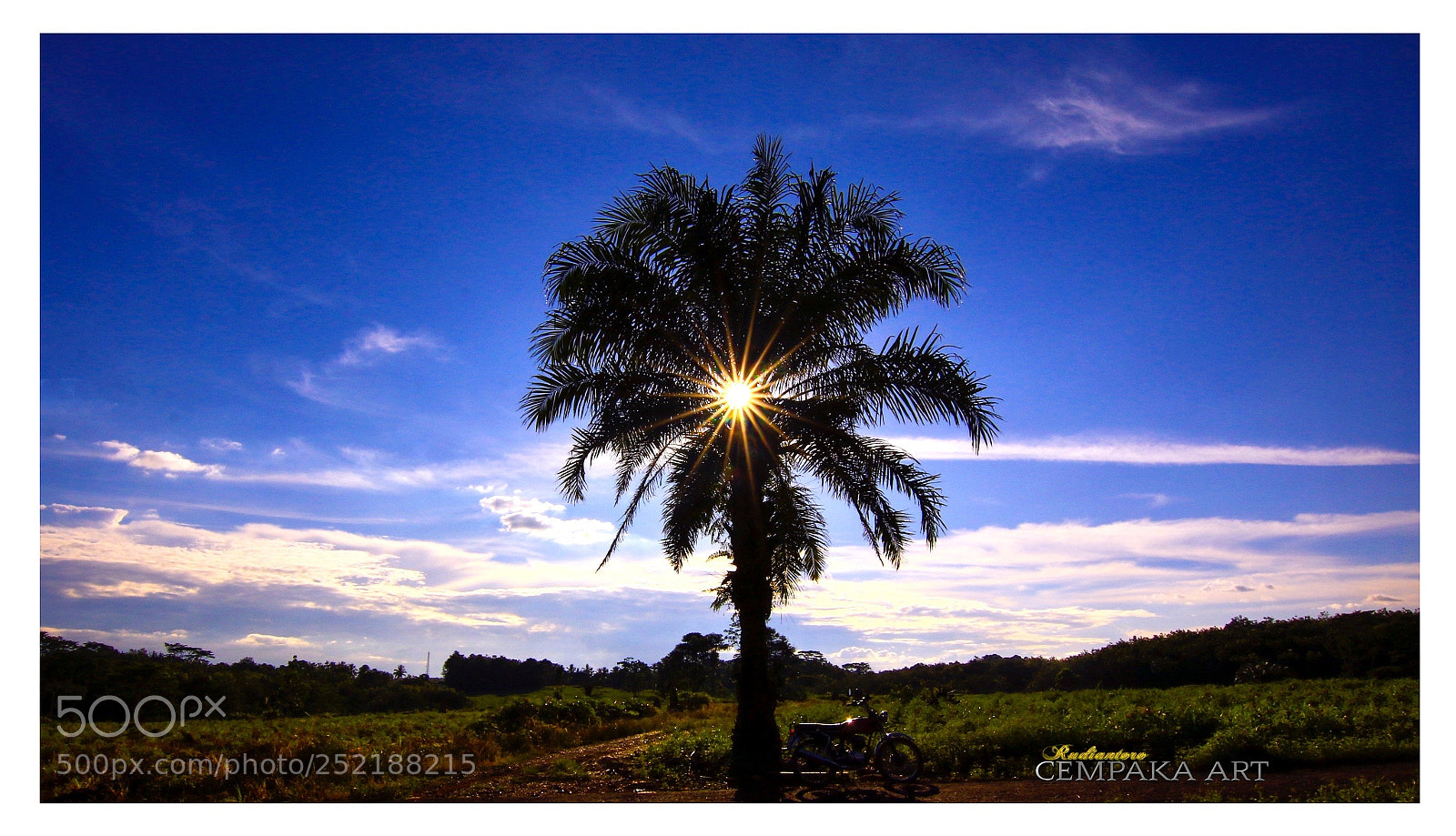 Canon EOS 70D sample photo. Just a tree  photography