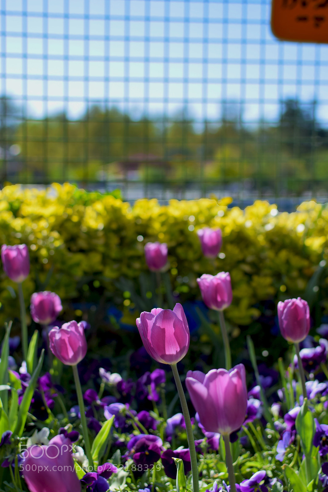 Nikon D5300 sample photo. Violet tulips photography