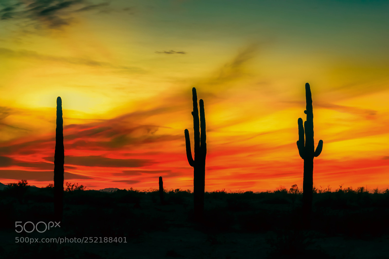 Nikon D5300 sample photo. 3 saguaros photography