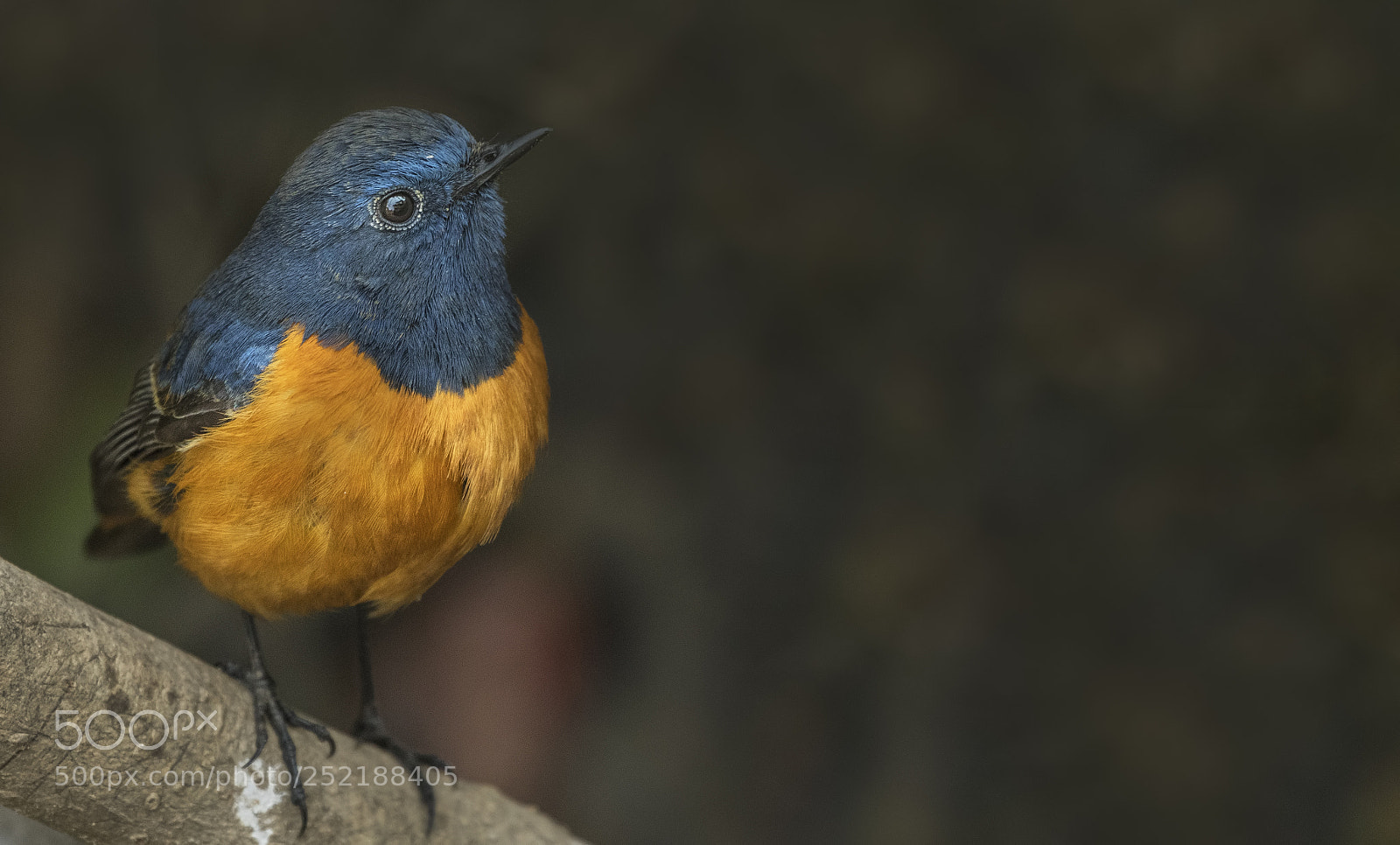 Nikon D500 sample photo. Blue fronted redstart photography