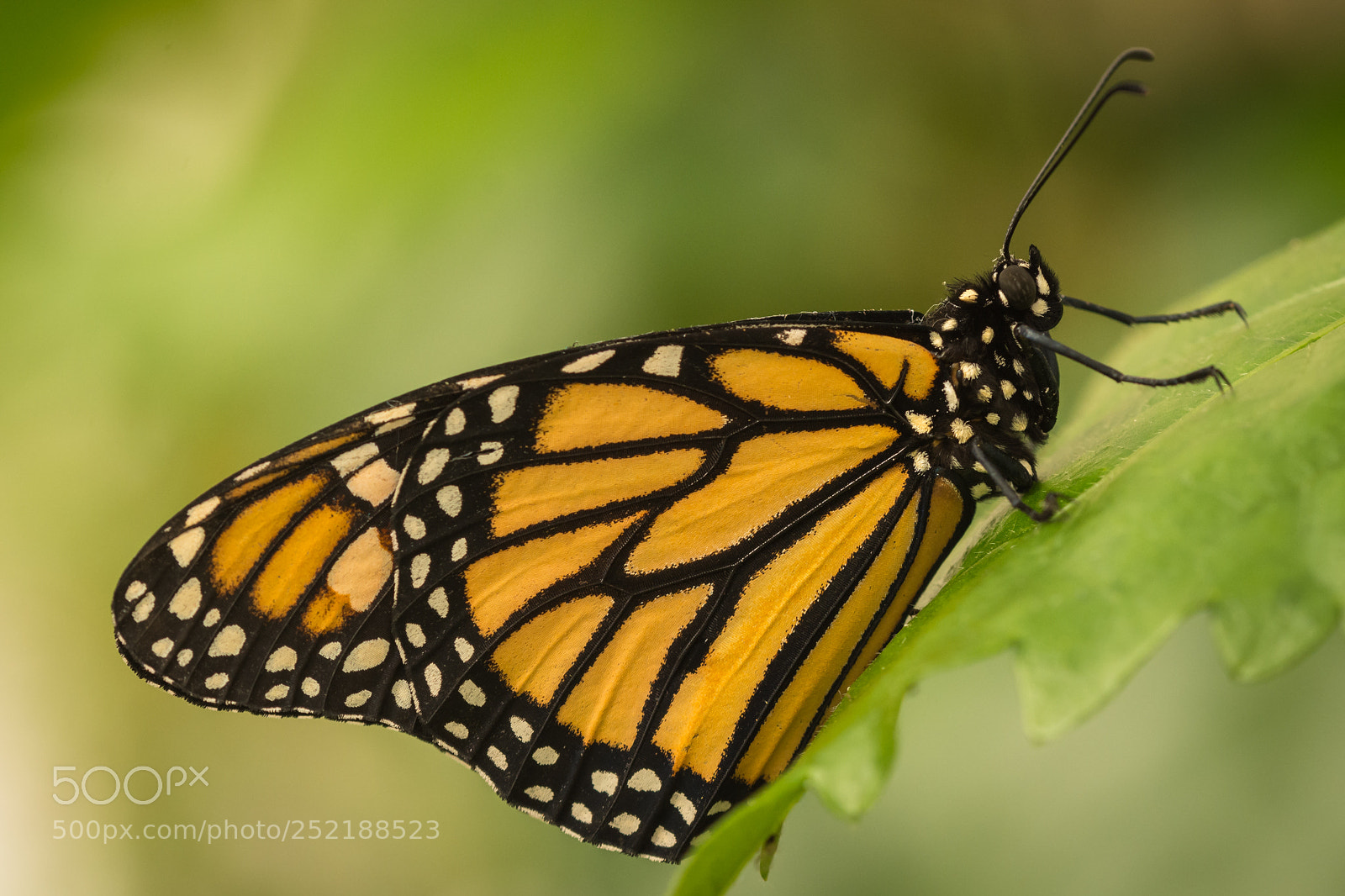 Nikon D7200 sample photo. Danaus plexippus photography
