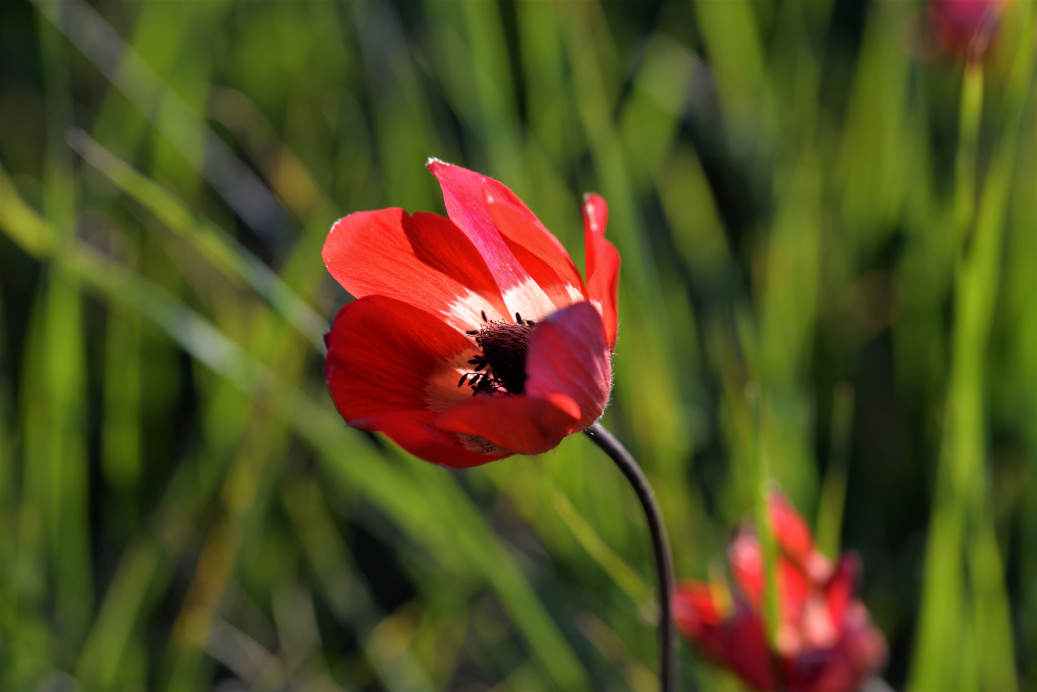 Sigma 105mm F2.8 EX DG OS HSM sample photo
