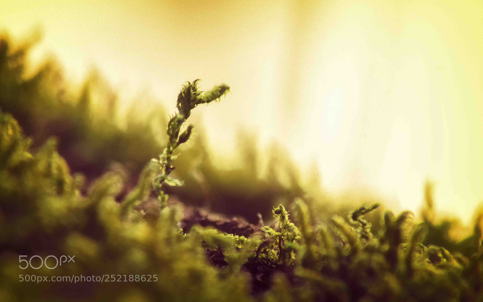 Sony SLT-A58 sample photo. Moss photography