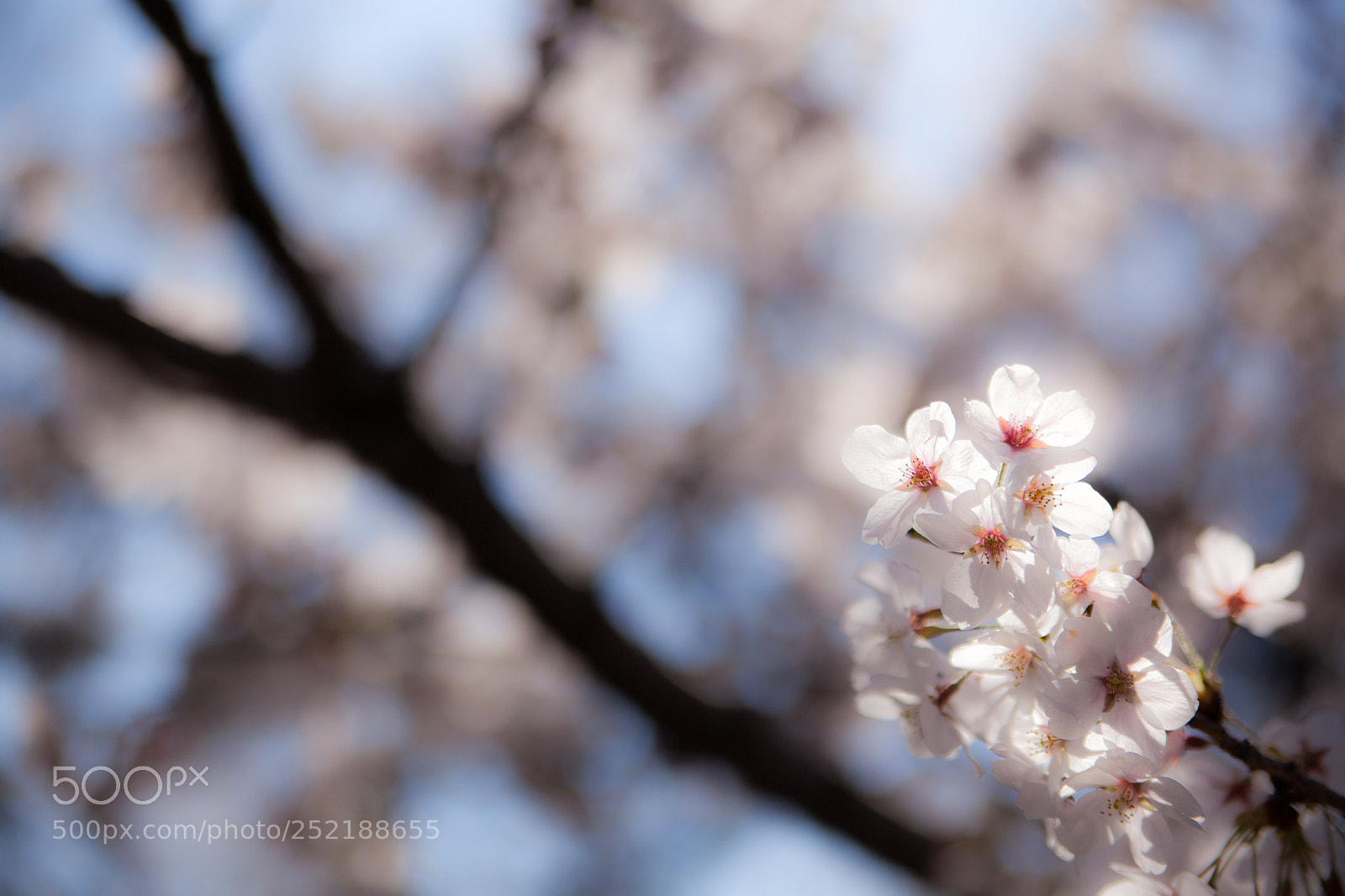Canon EOS 5D Mark II sample photo. 滲桜 photography