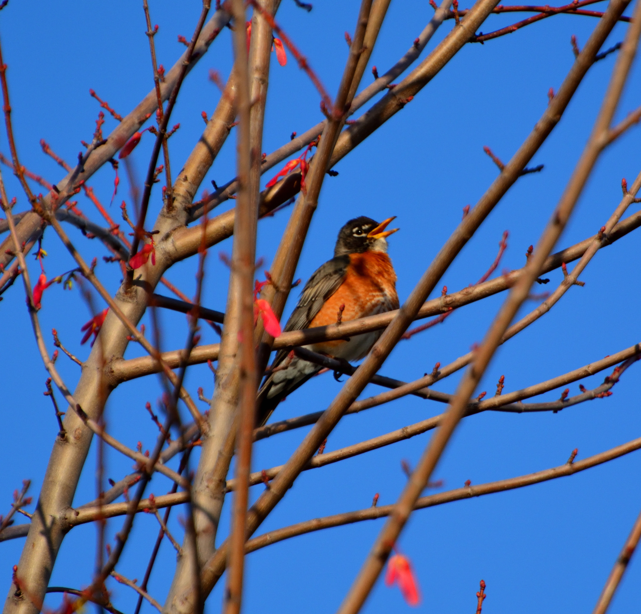Nikon D5200 sample photo. Spring singer photography
