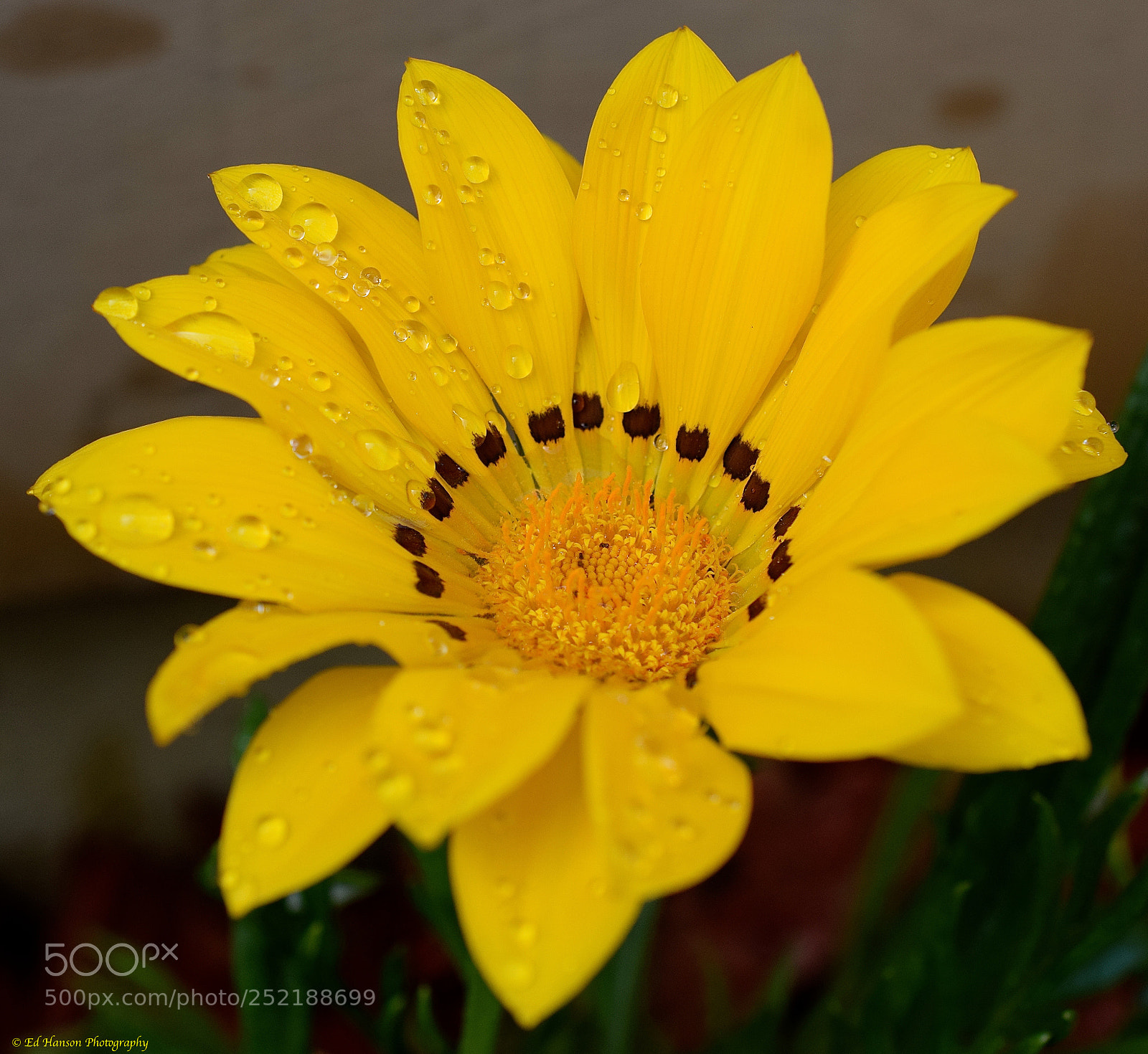 Nikon D3300 sample photo. Yellow beauty photography