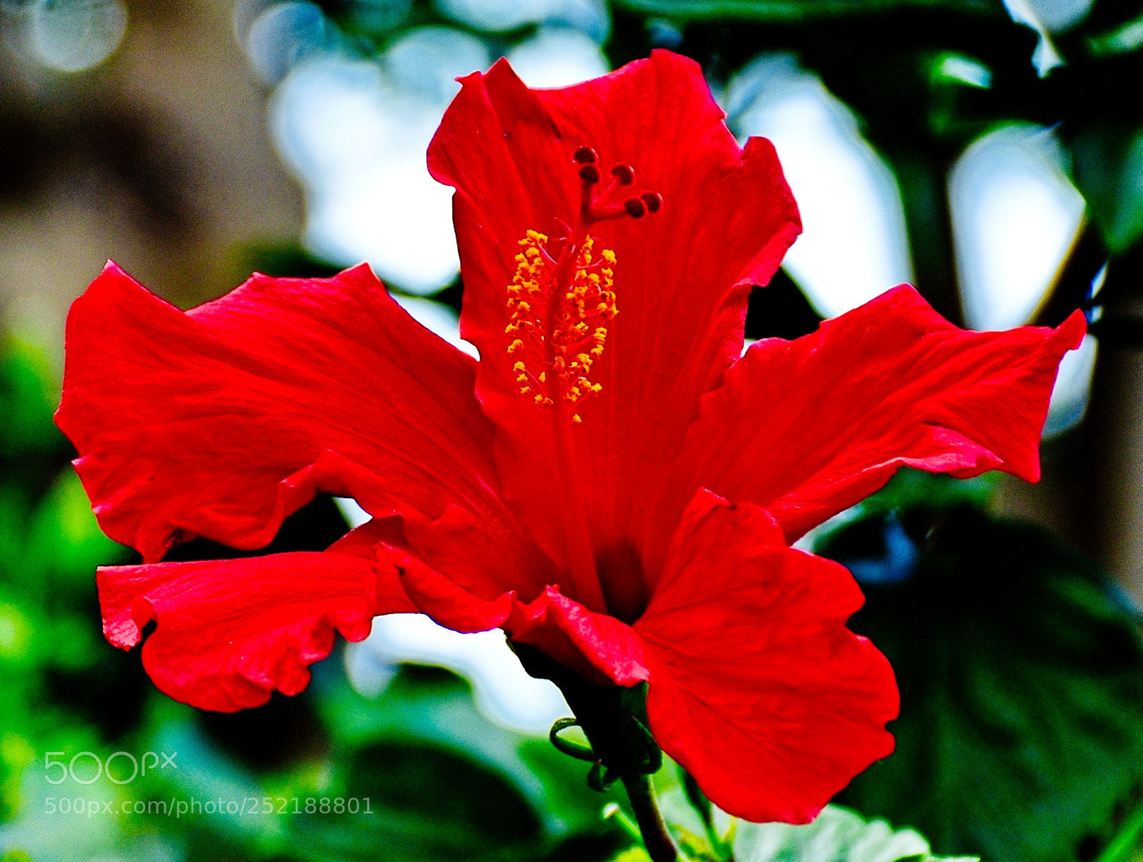 Nikon D7200 sample photo. A lovely red hibiscus photography