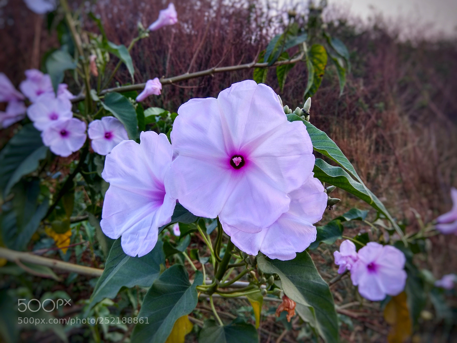 Xiaomi Redmi Note 4 sample photo. Amazing flower photography