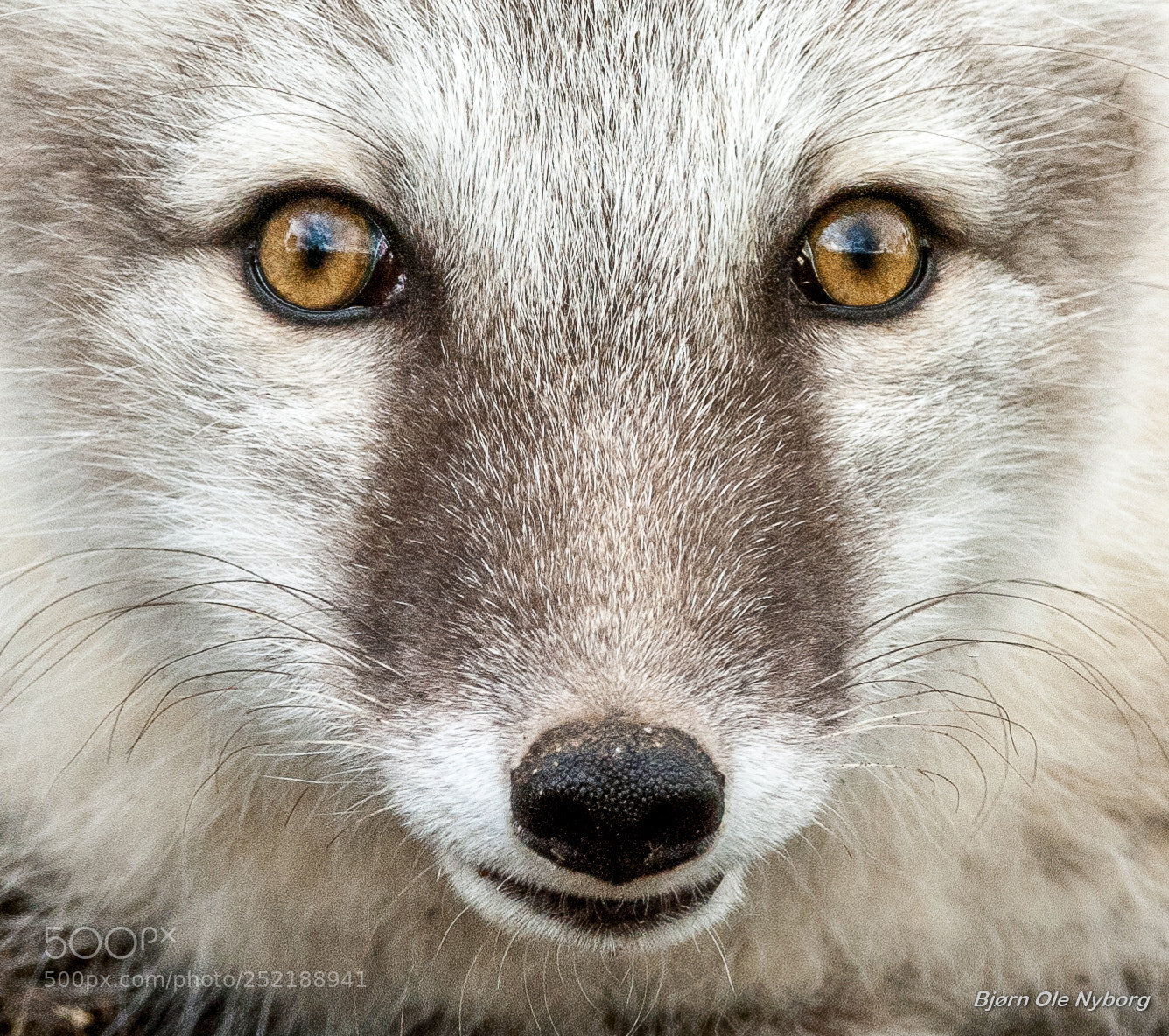 Nikon D2X sample photo. Arctic fox photography
