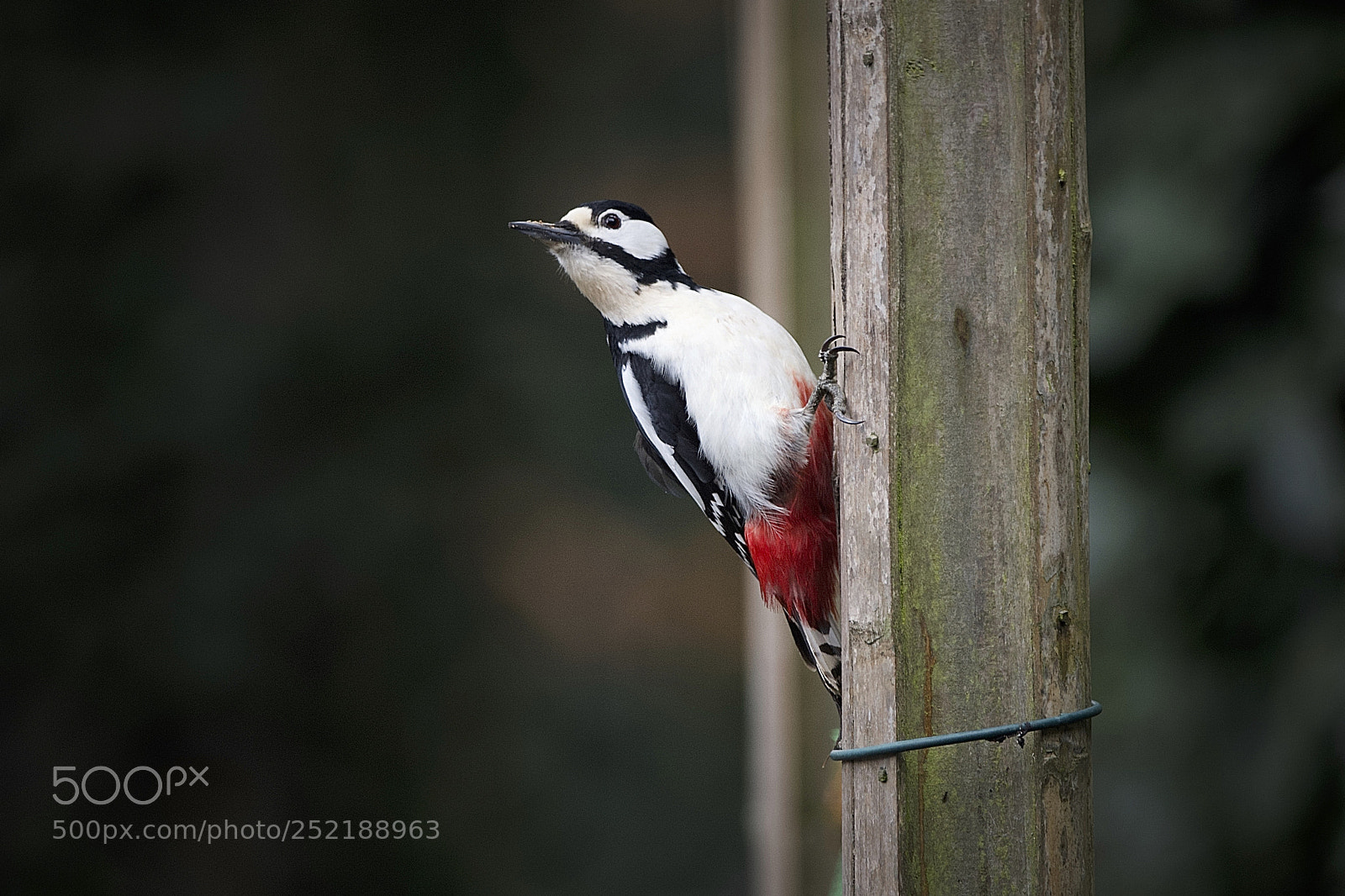 Canon EOS-1Ds Mark III sample photo. Woodpecker photography
