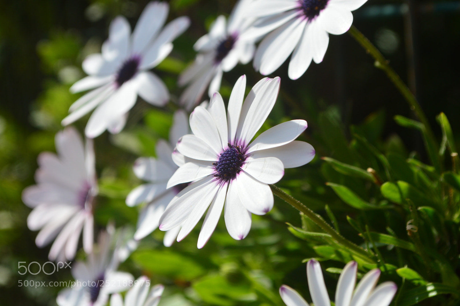 Nikon D3200 sample photo. *** photography
