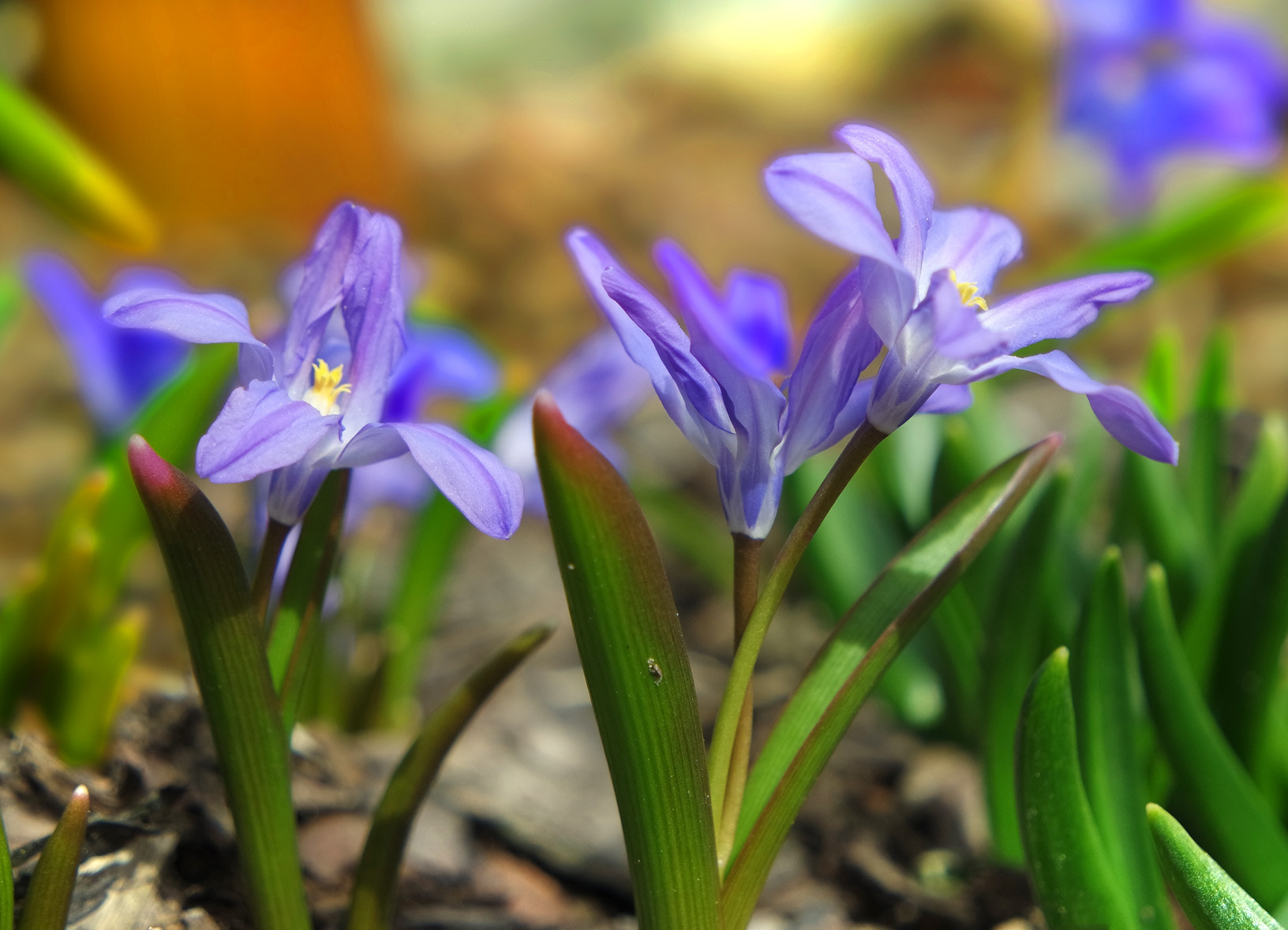 Samsung NX3300 sample photo. Little springflowers photography