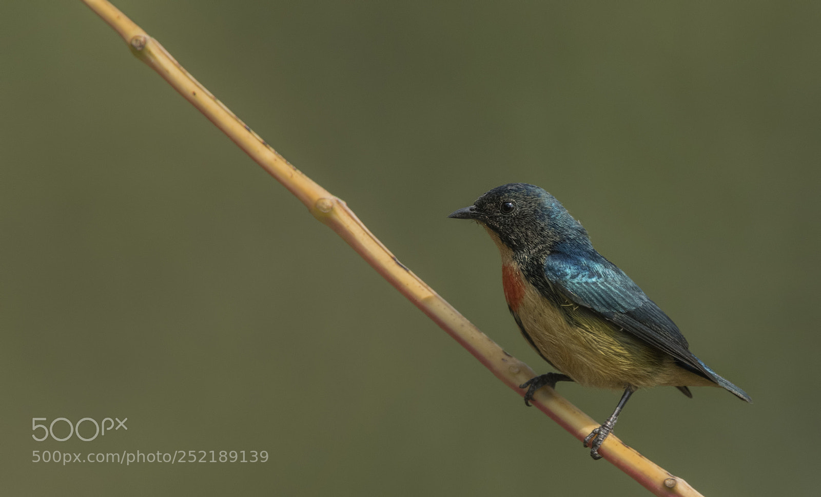 Nikon D500 sample photo. Fire breasted flowerpecker photography