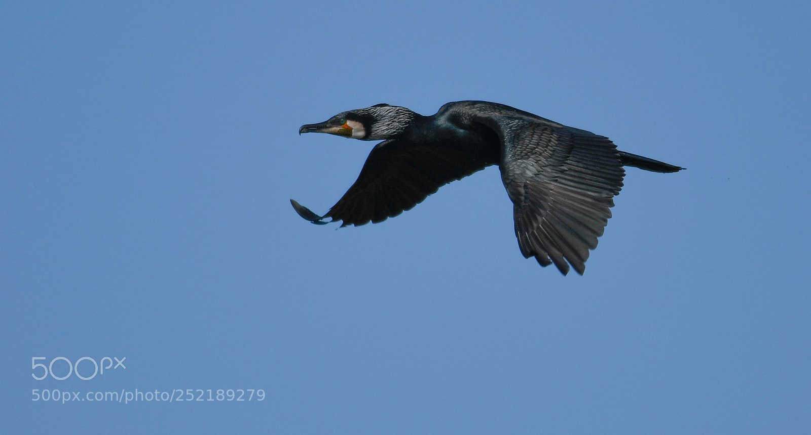 Nikon D850 sample photo. Kormoran photography