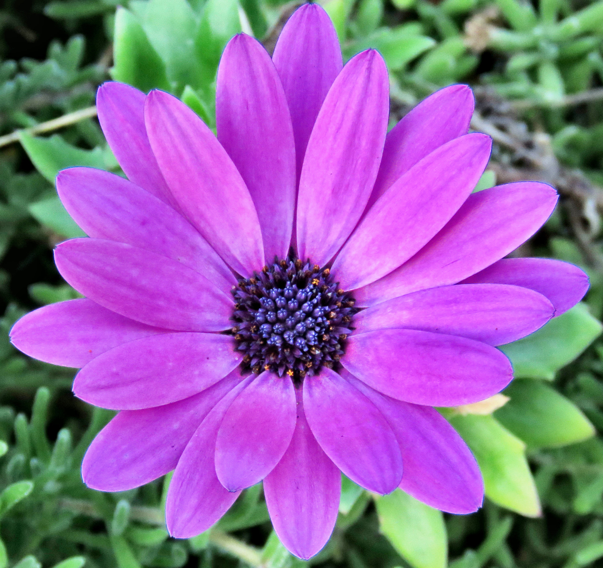 Canon PowerShot SX60 HS + 3.8 - 247.0 mm sample photo. A purple daisy flower in the garden photography