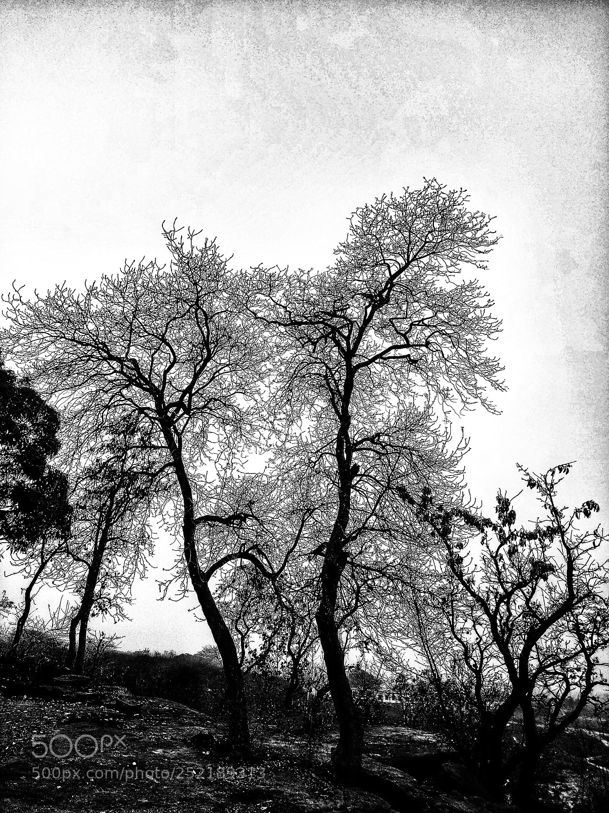 Xiaomi Redmi Note 4 sample photo. The amazing tree photography
