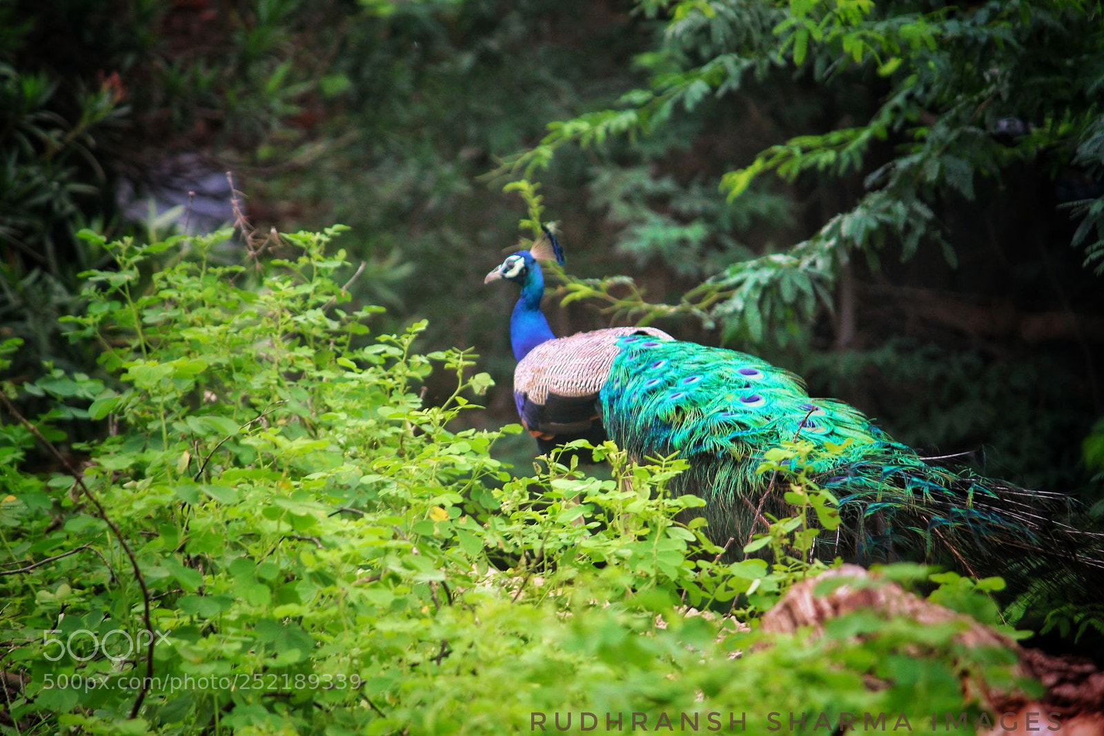 Canon EOS 700D (EOS Rebel T5i / EOS Kiss X7i) sample photo. ** indian peafowl ** photography