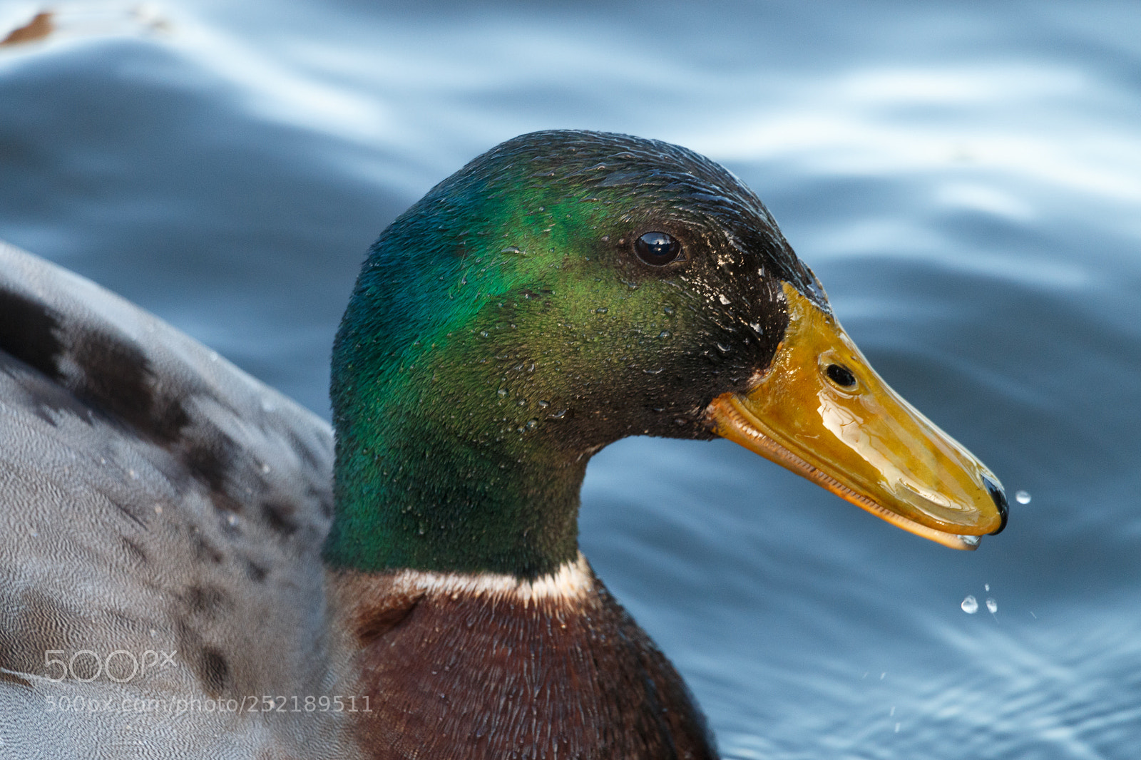 Canon EOS 70D sample photo. Mallard duck photography