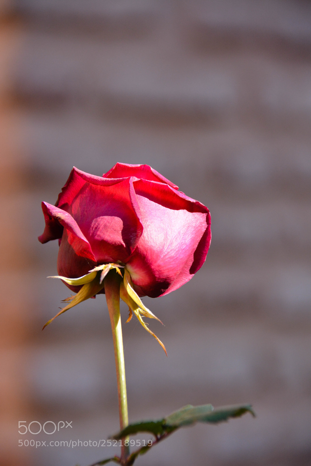 Nikon D7100 sample photo. Variations in pink photography