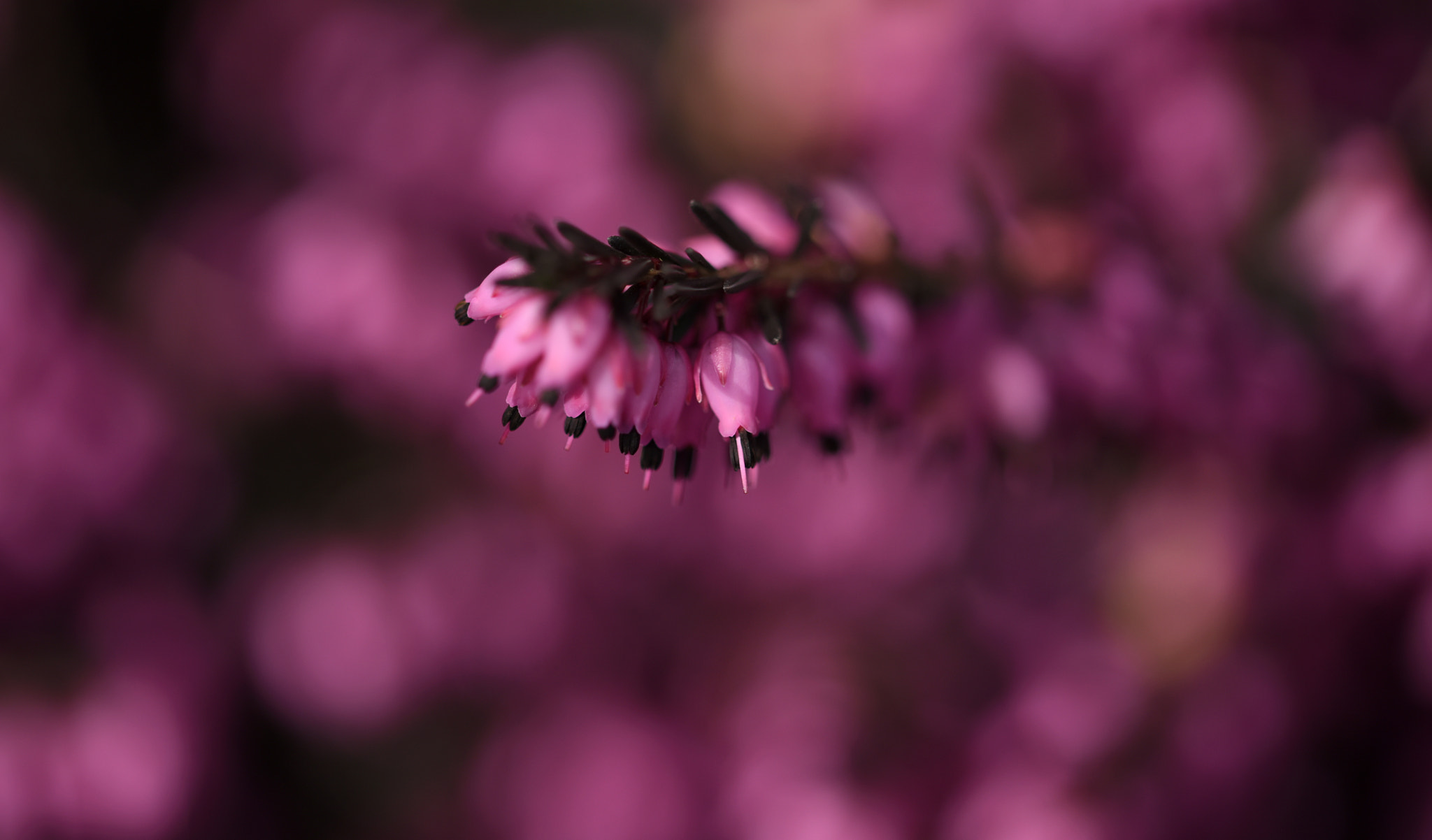 Nikon D810 + Sigma 105mm F2.8 EX DG OS HSM sample photo. °pink.bells° photography