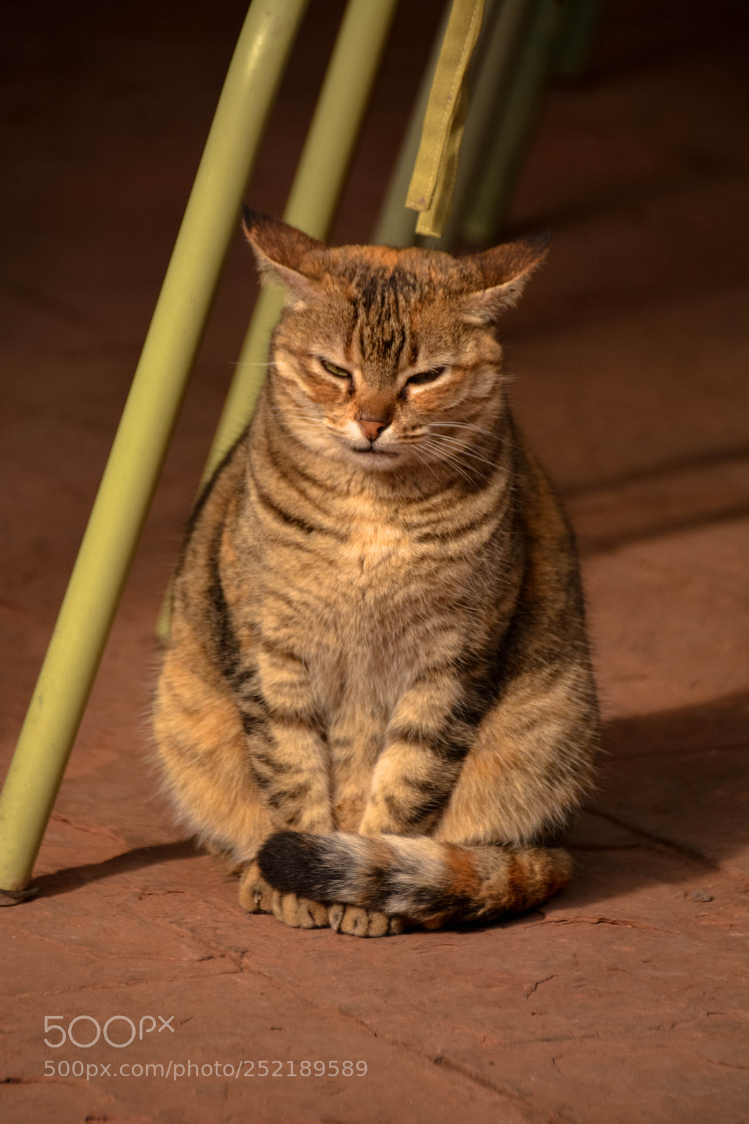 Nikon D7100 sample photo. Napping in sunlight photography