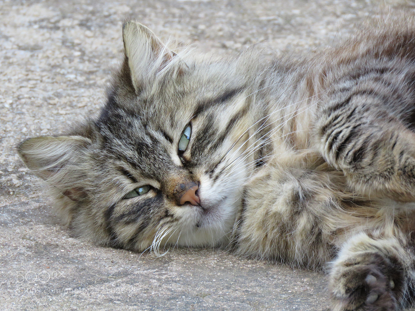Canon PowerShot SX60 HS sample photo. Purrrrrfect! photography