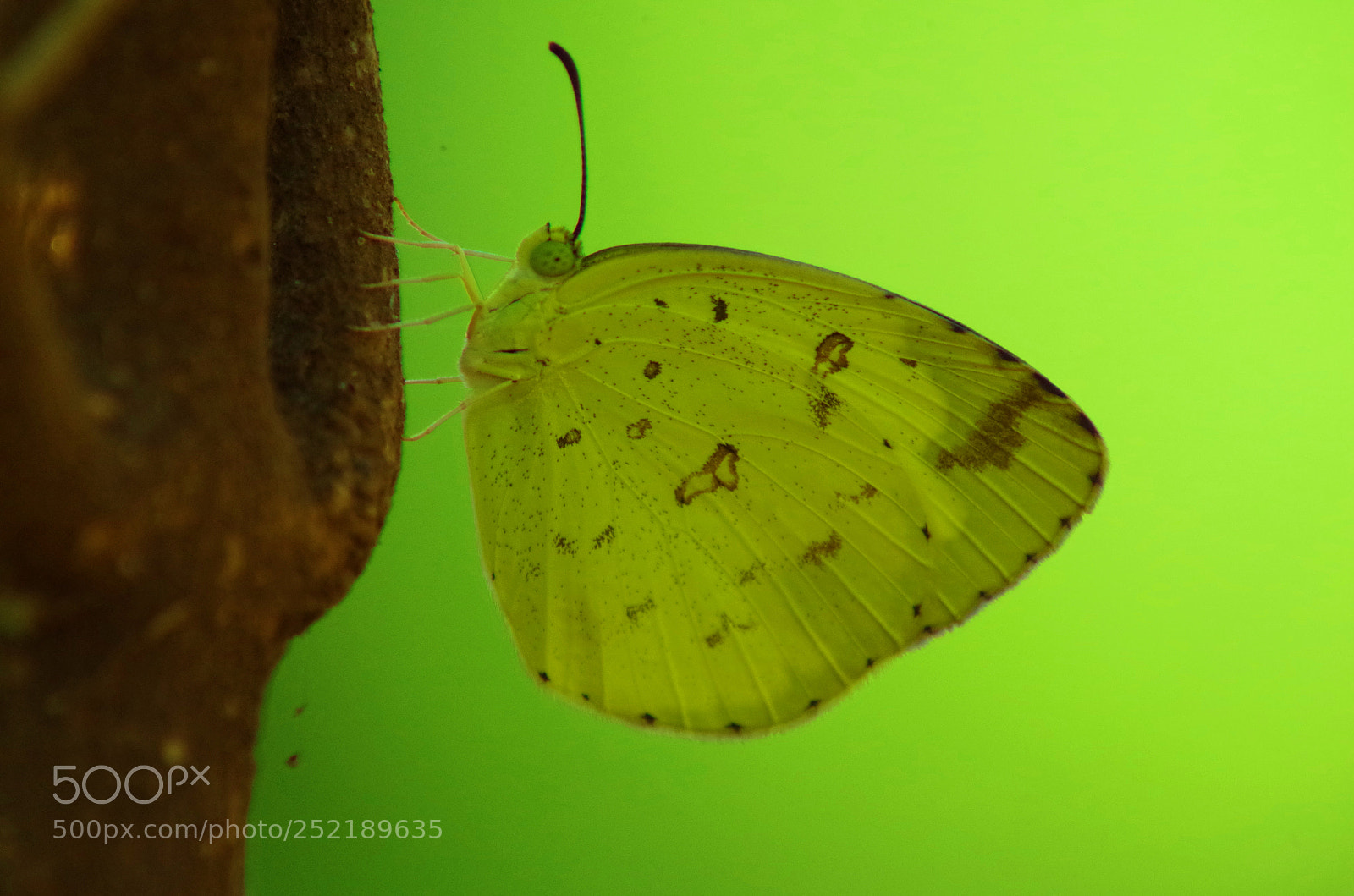 Pentax K-500 sample photo. Three spot grass yellow ! photography