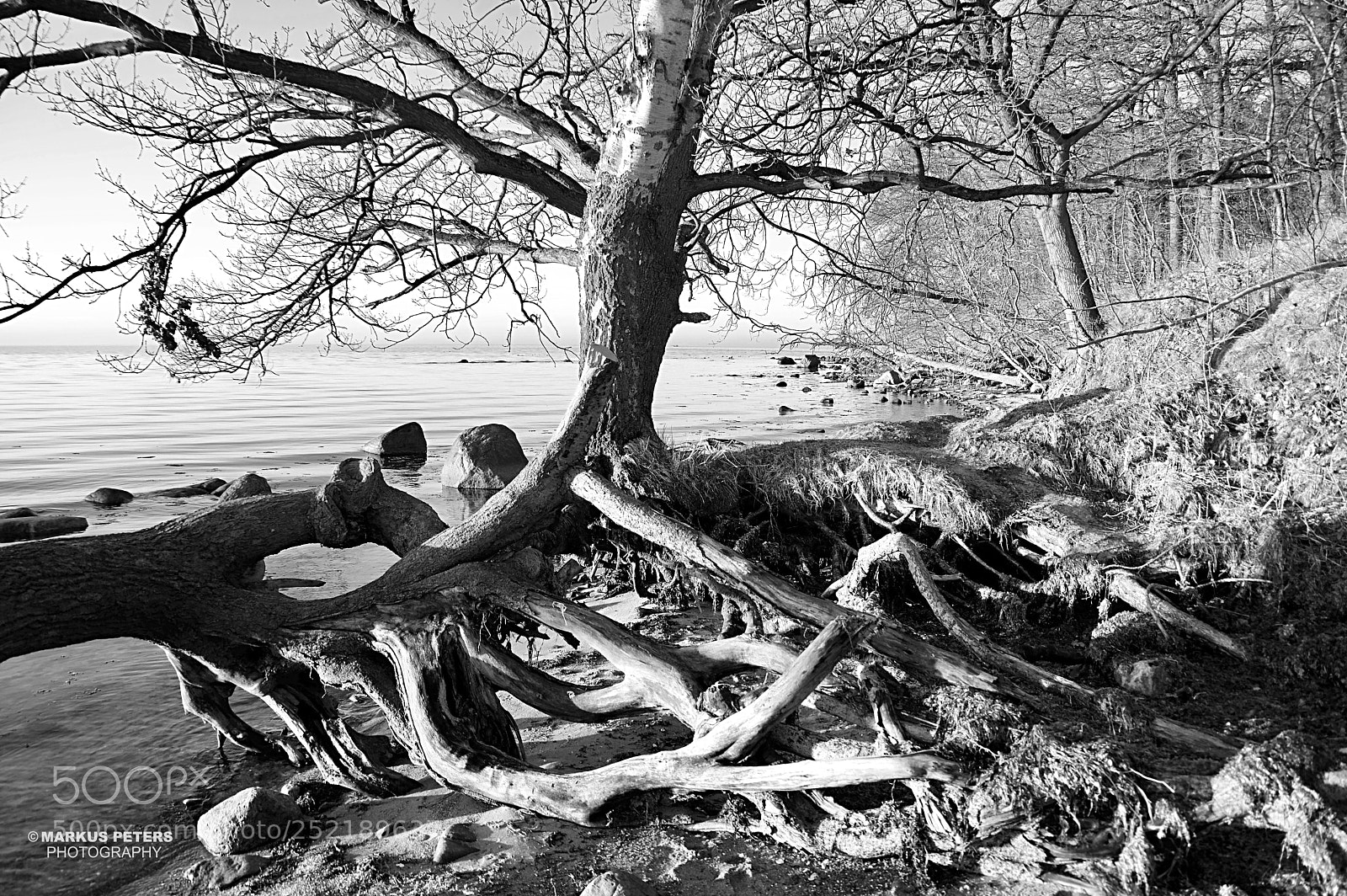 Pentax K-3 II sample photo. Tree b/w photography