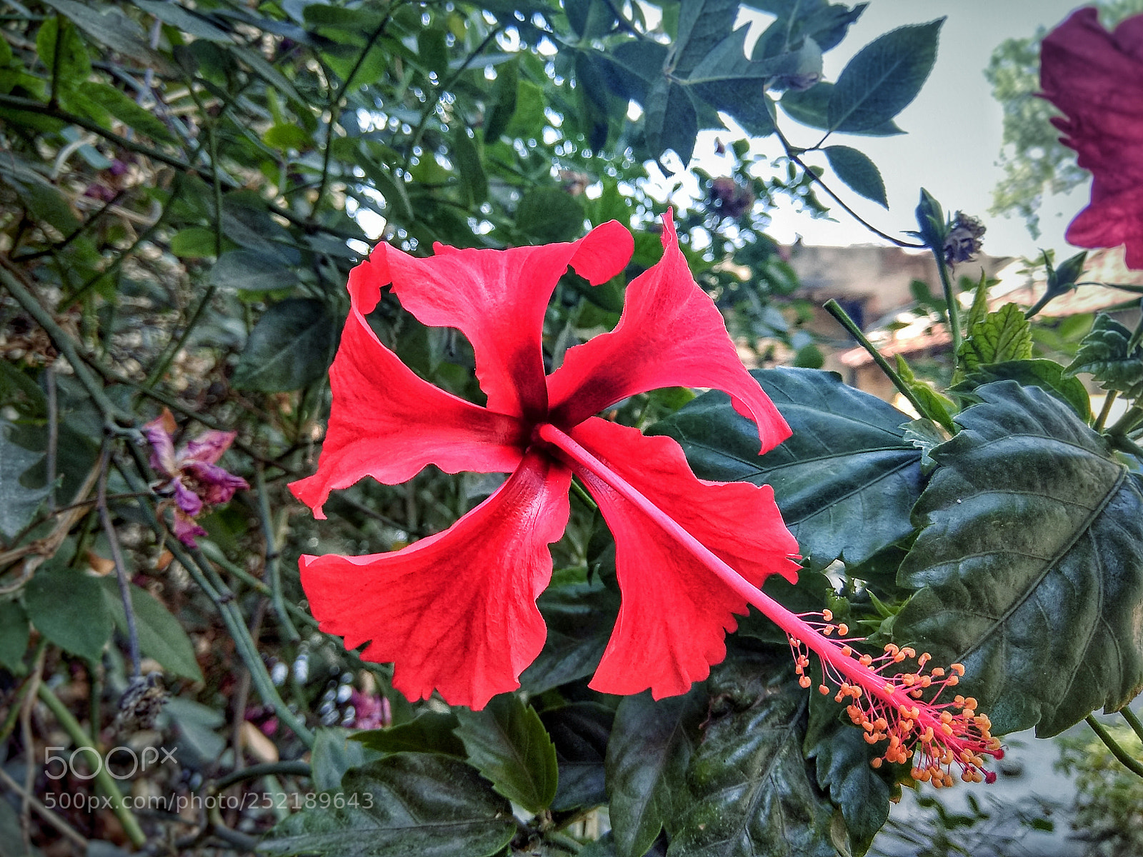 Xiaomi Redmi Note 4 sample photo. Red flower photography