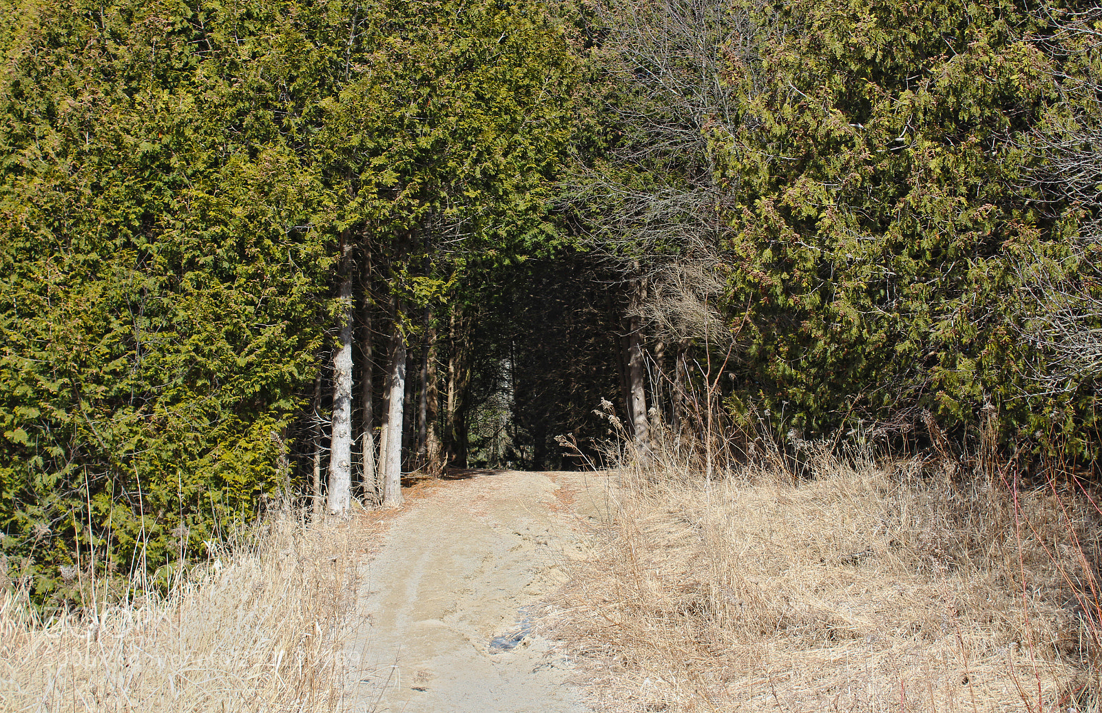 Canon EOS 1200D (EOS Rebel T5 / EOS Kiss X70 / EOS Hi) sample photo. Forest path photography