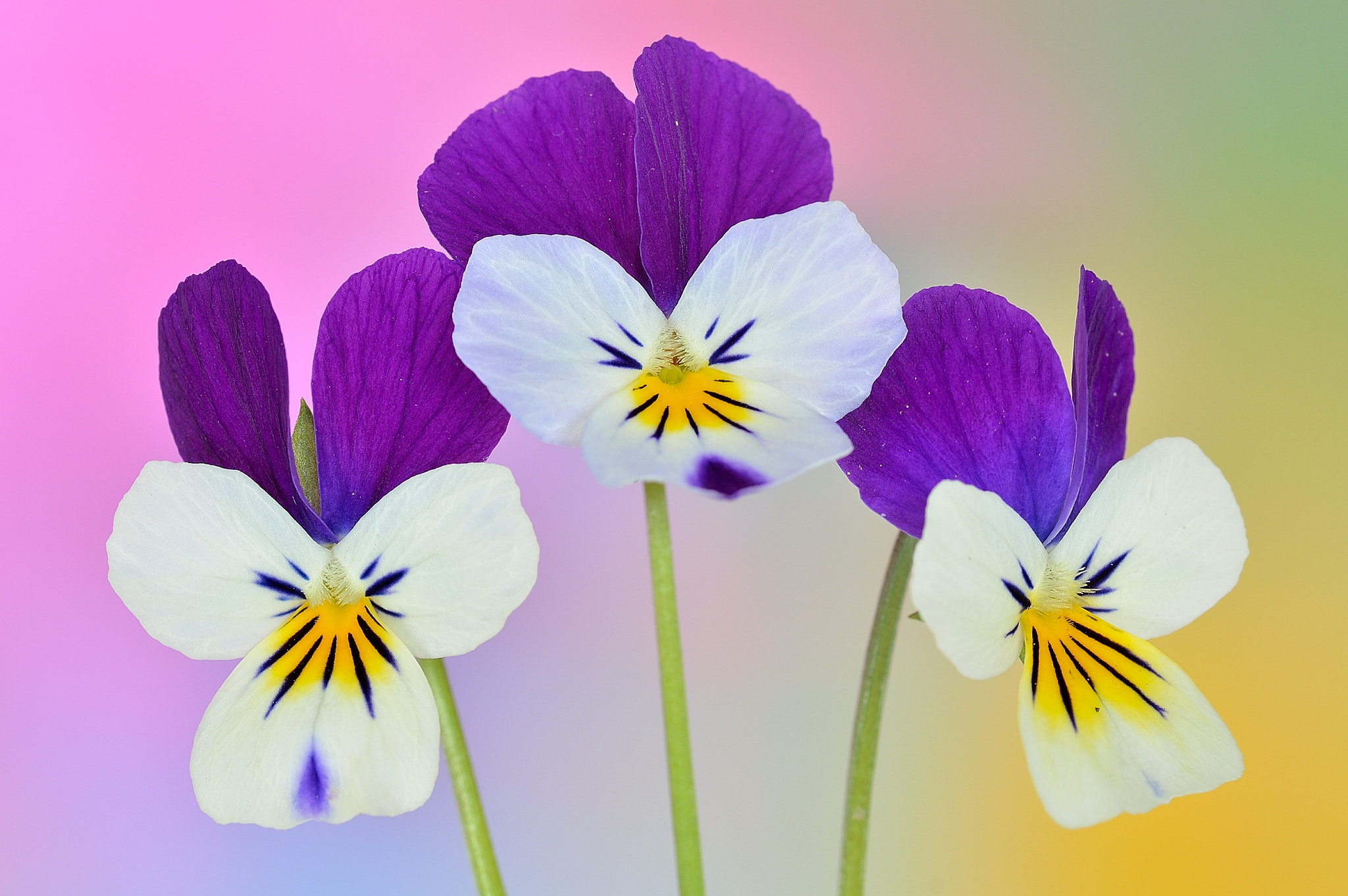 Nikon D3200 sample photo