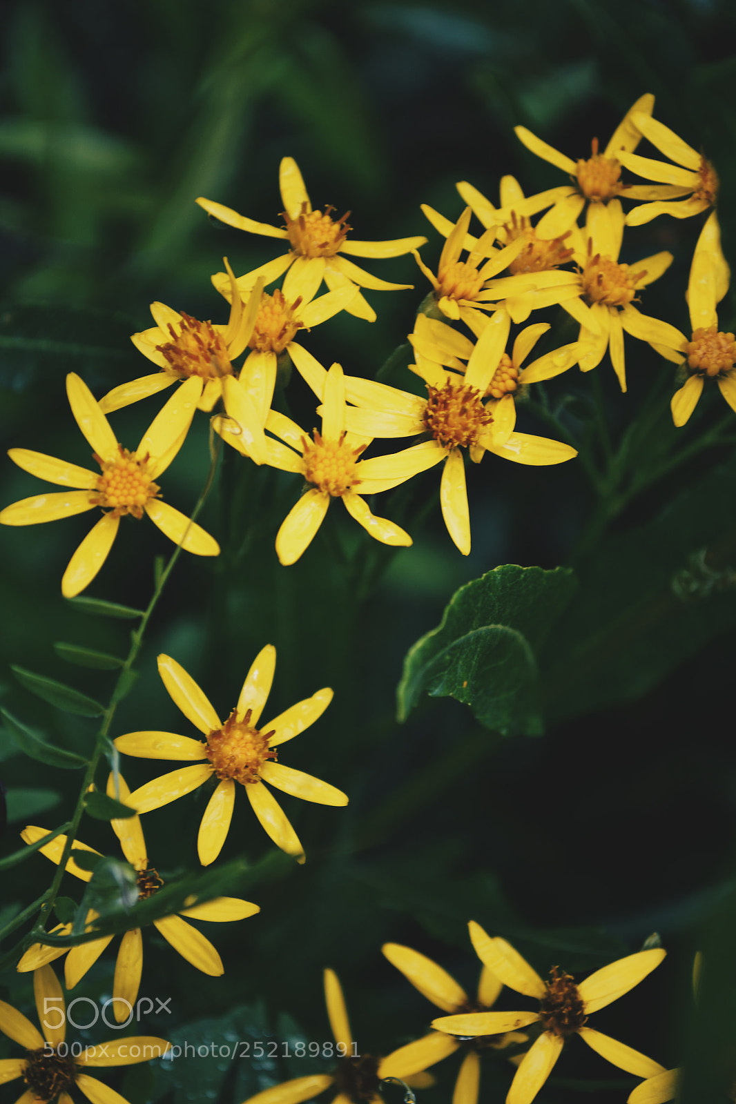 Nikon D3100 sample photo. Processed with vsco with photography