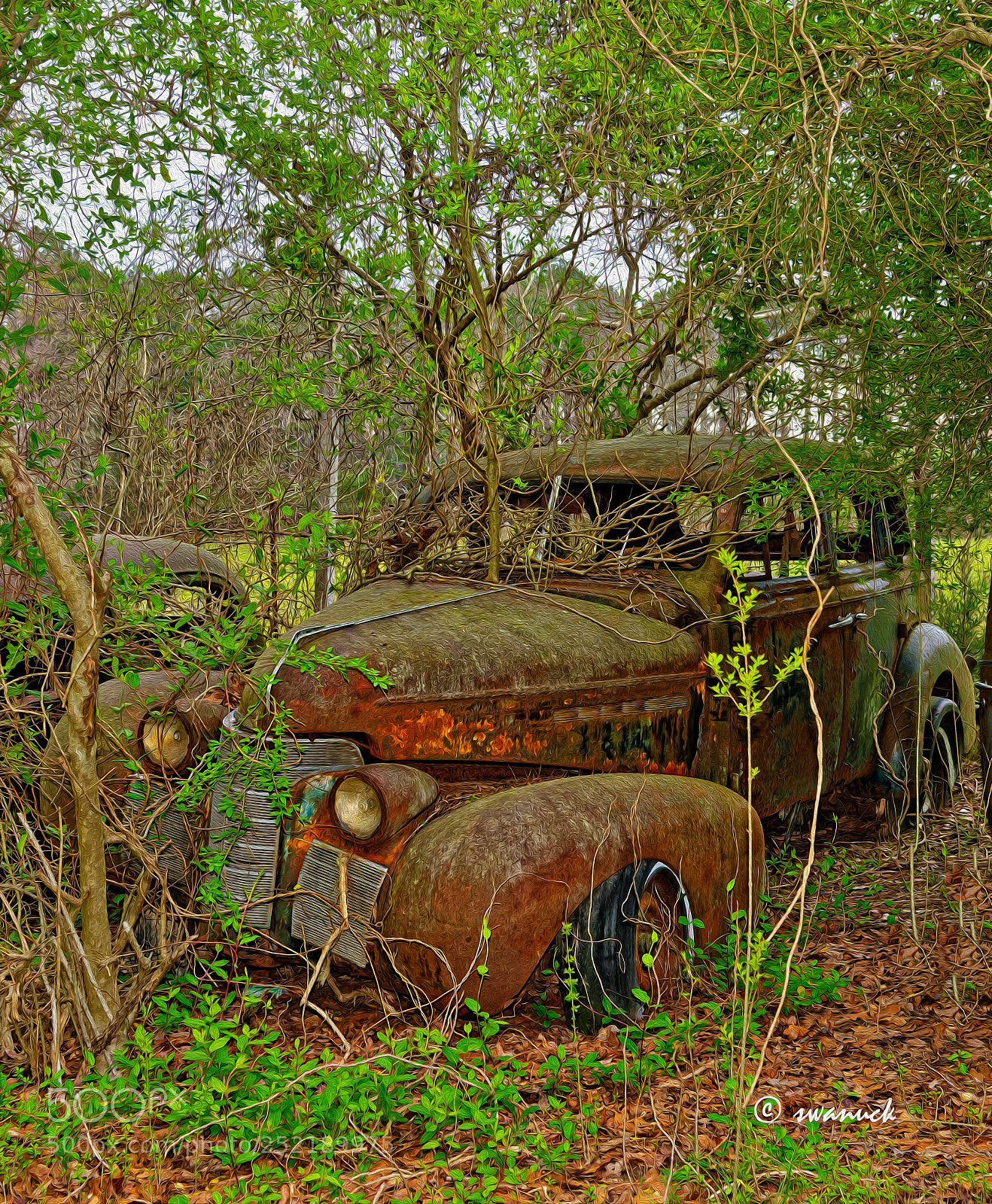 Nikon D800E sample photo. Tree top photography
