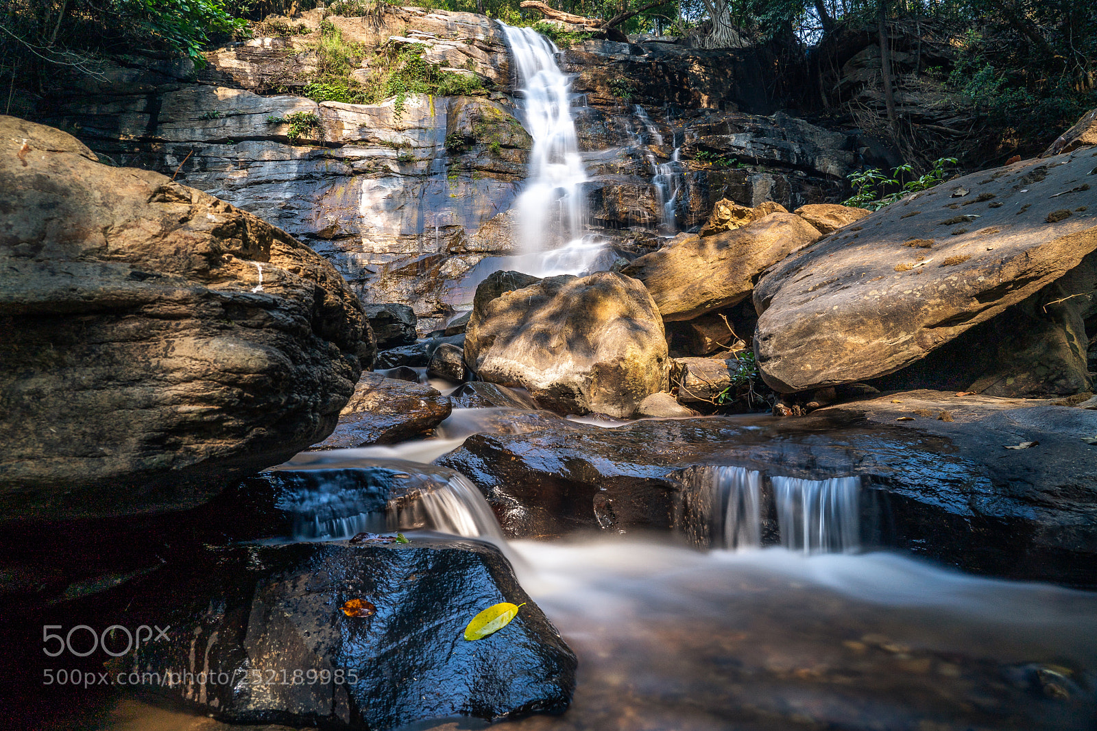 Sony a7 III sample photo. Good morning jungle fall photography