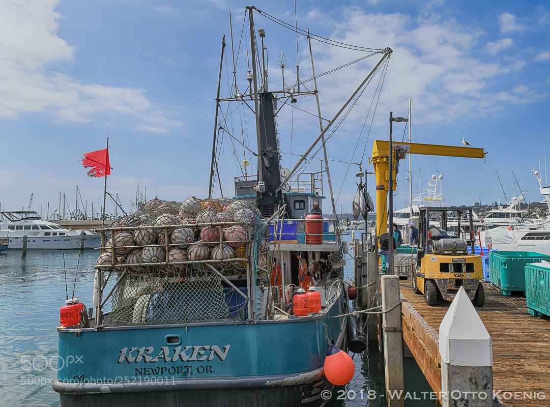 Nikon D850 sample photo. Unloading tuna, driscoll's wharf photography