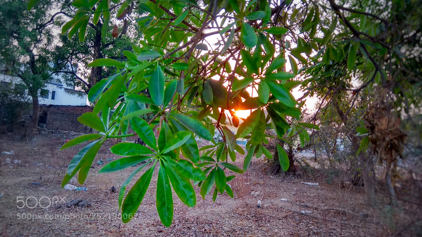 Xiaomi Redmi Note 4 sample photo. Sunset sun and green photography