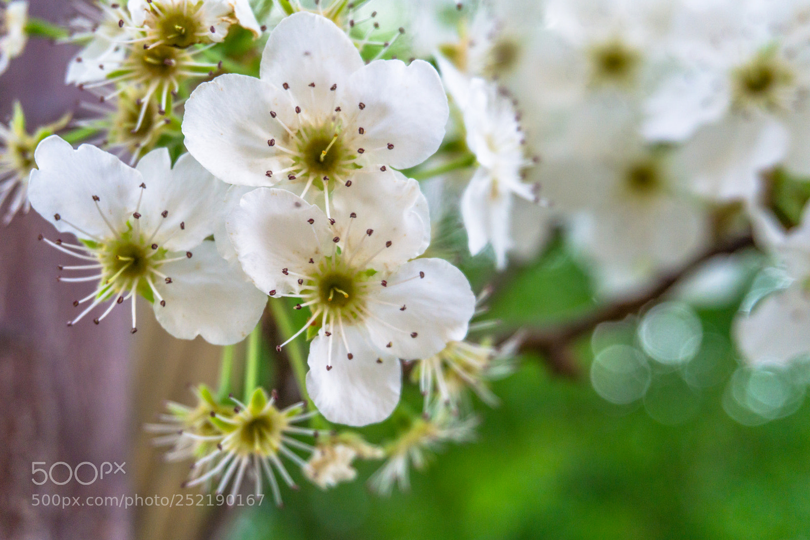Sony a6000 sample photo. Spring white flower photography